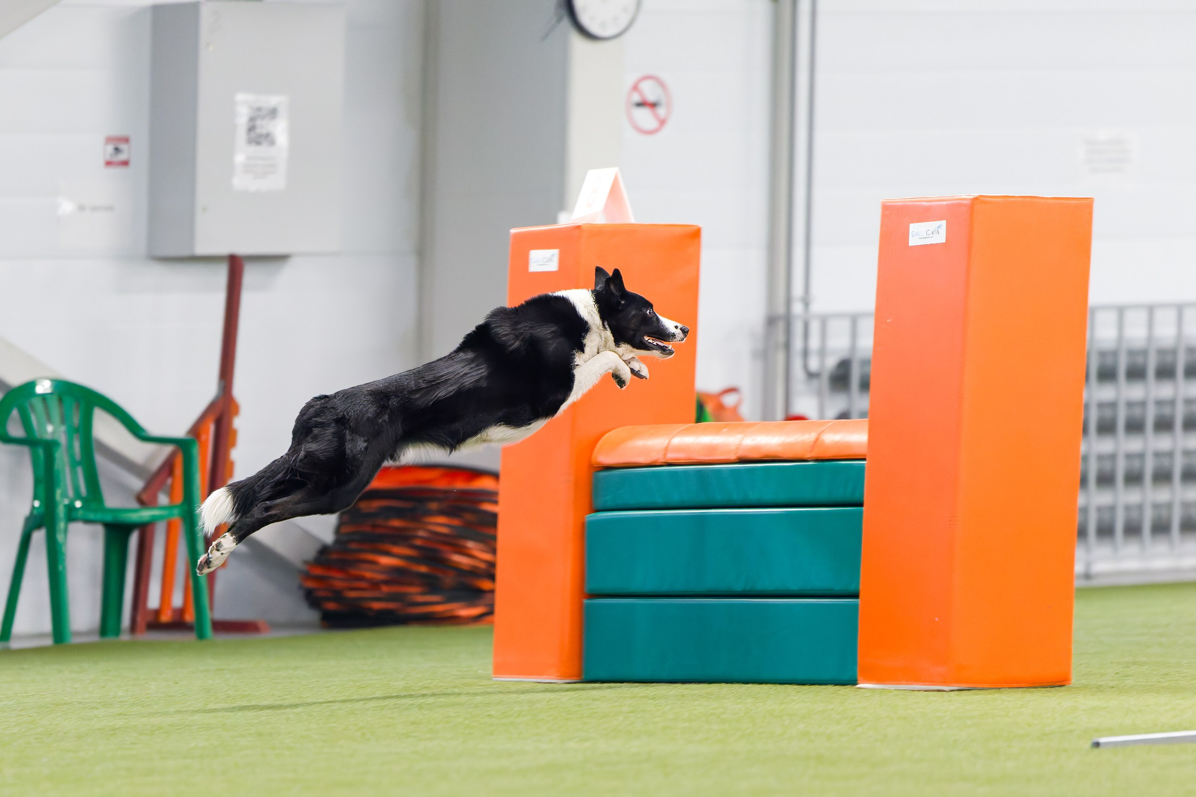 День рождения Пёсбурга — февраль 2025. Irenephoto.ru