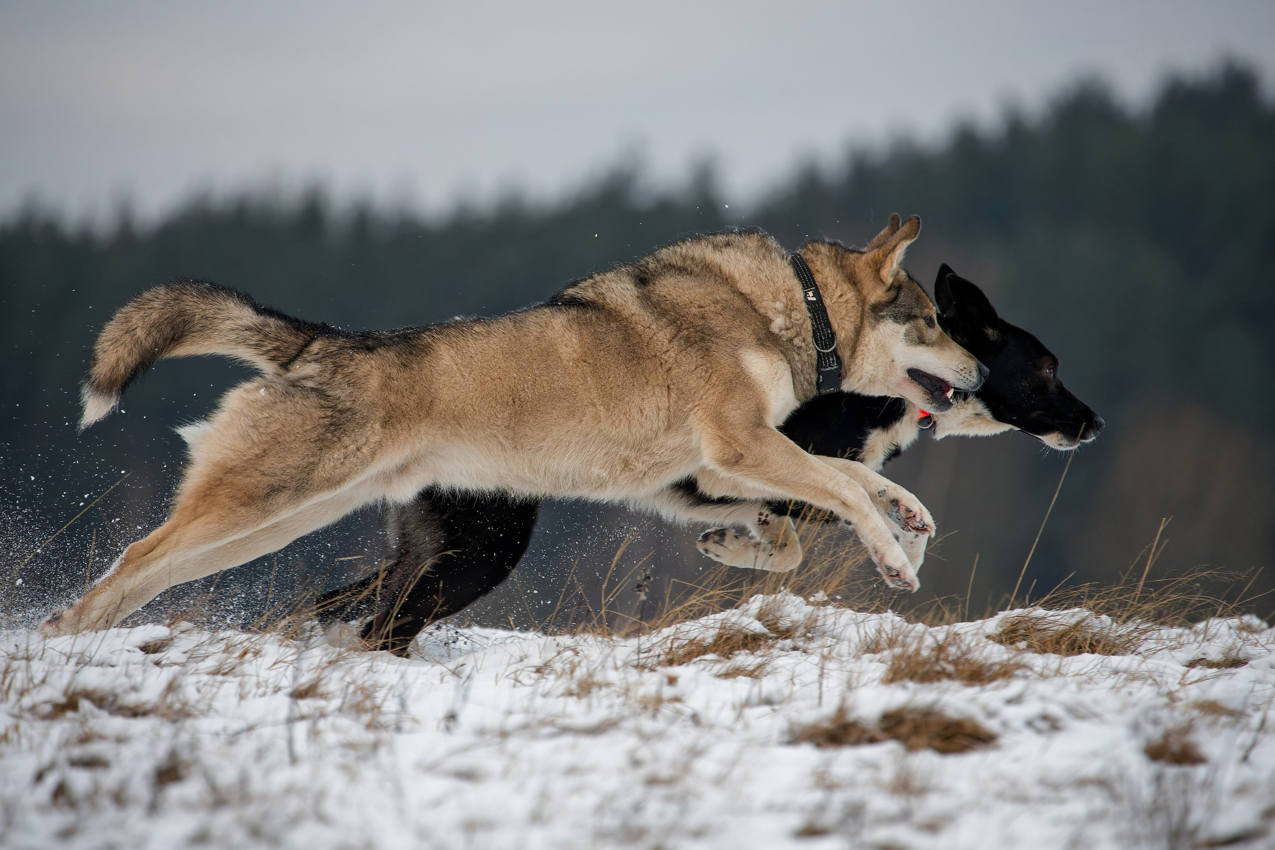 Собаки в движении. Irenephoto.ru