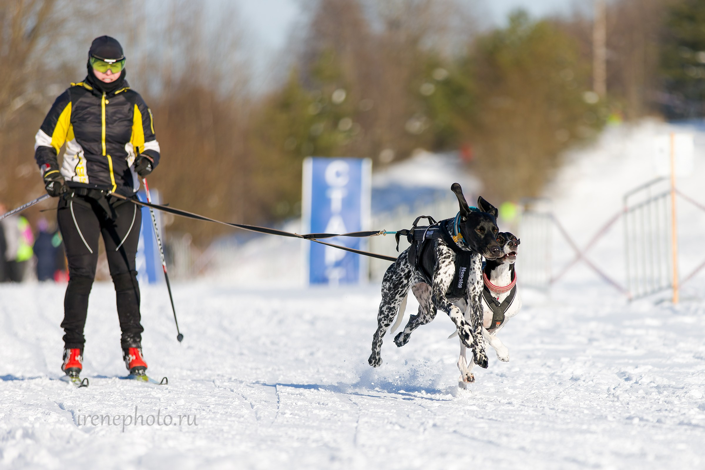 Чемпионат и Первенство Ленобласти — зима 2026. Irenephoto.ru