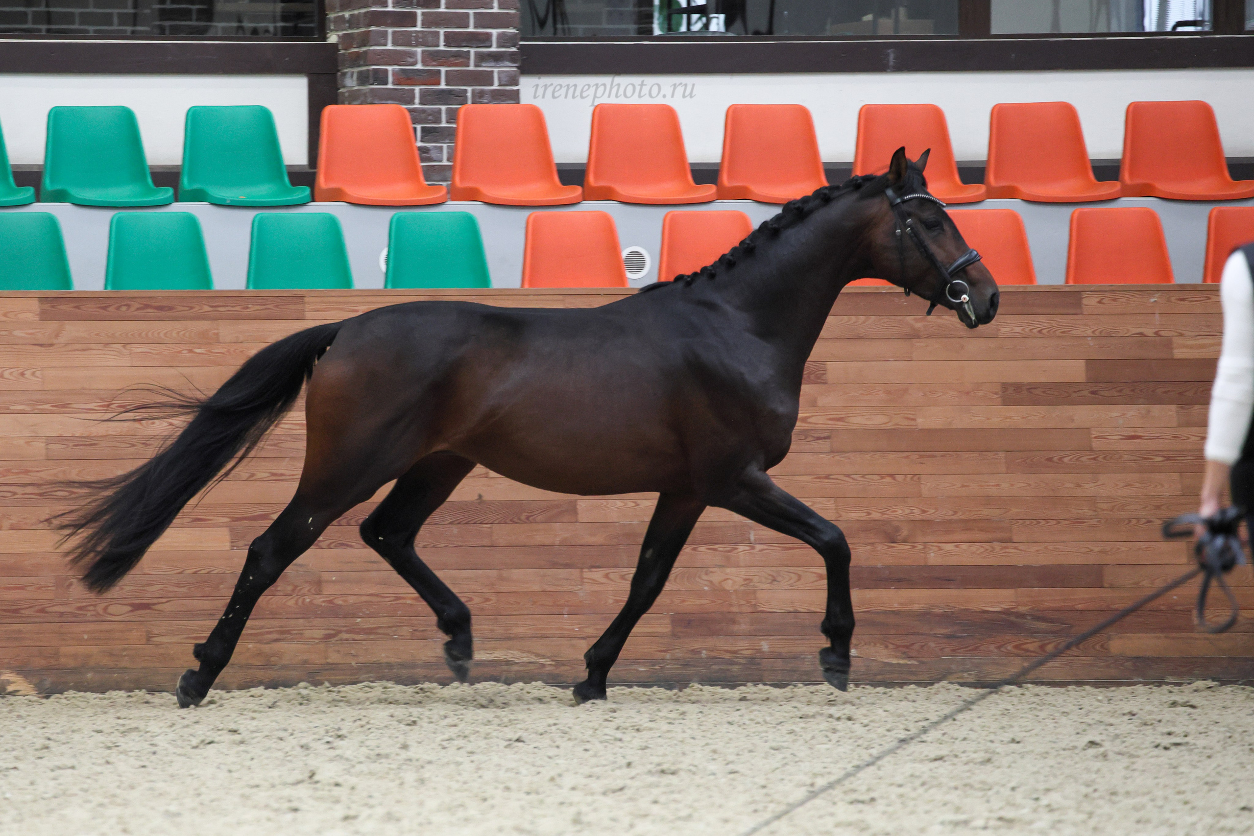 Конная Россия 2024 Оценка двигательных качеств. Irenephoto.ru