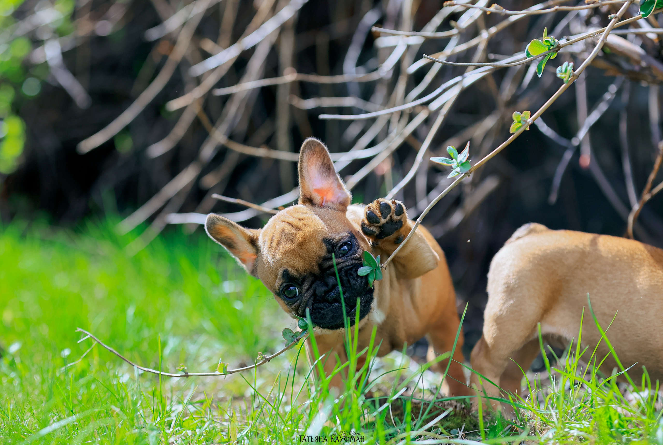 Французский бульдог, фотография французского бульдога, щенки бульдога, щенки французского бульдога, красивая собака, фотограф анималист, фотокурс Анималистика, научиться фотографировать собак, фотограф Новосибирск