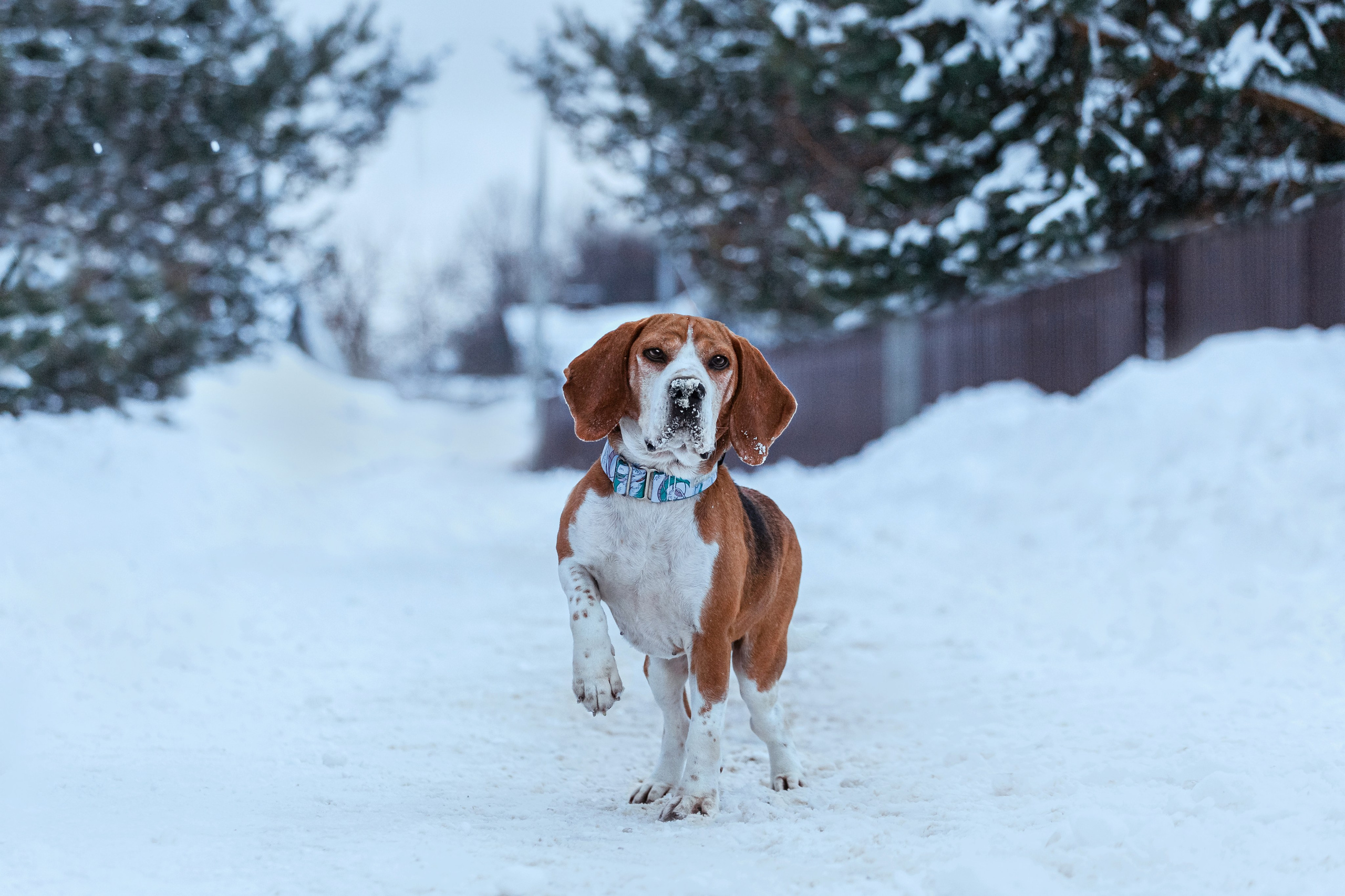 Дом для Биглей 2023. Фотограф-анималист Татьяна Степанова