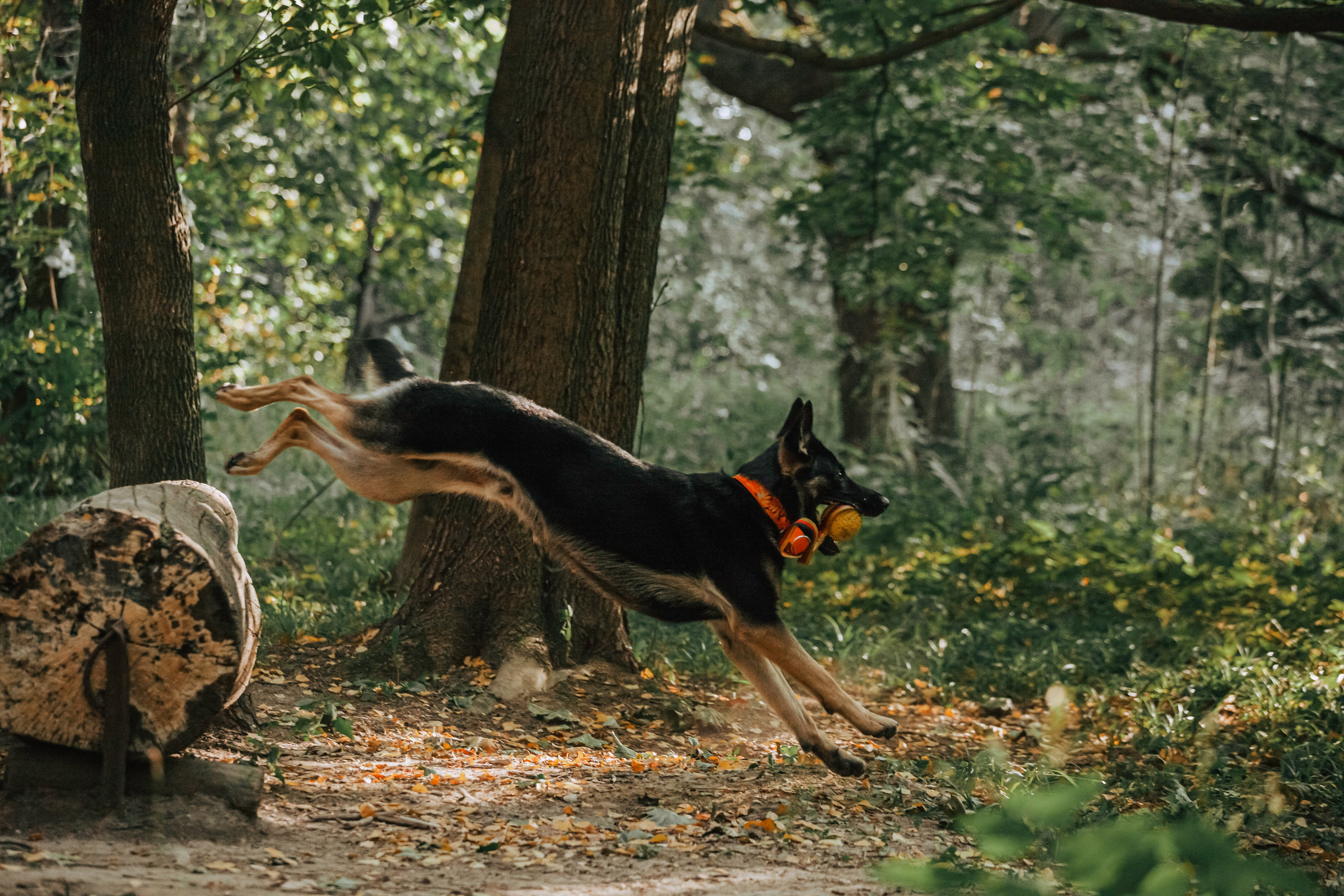Илай. Фотограф-анималист Татьяна Степанова