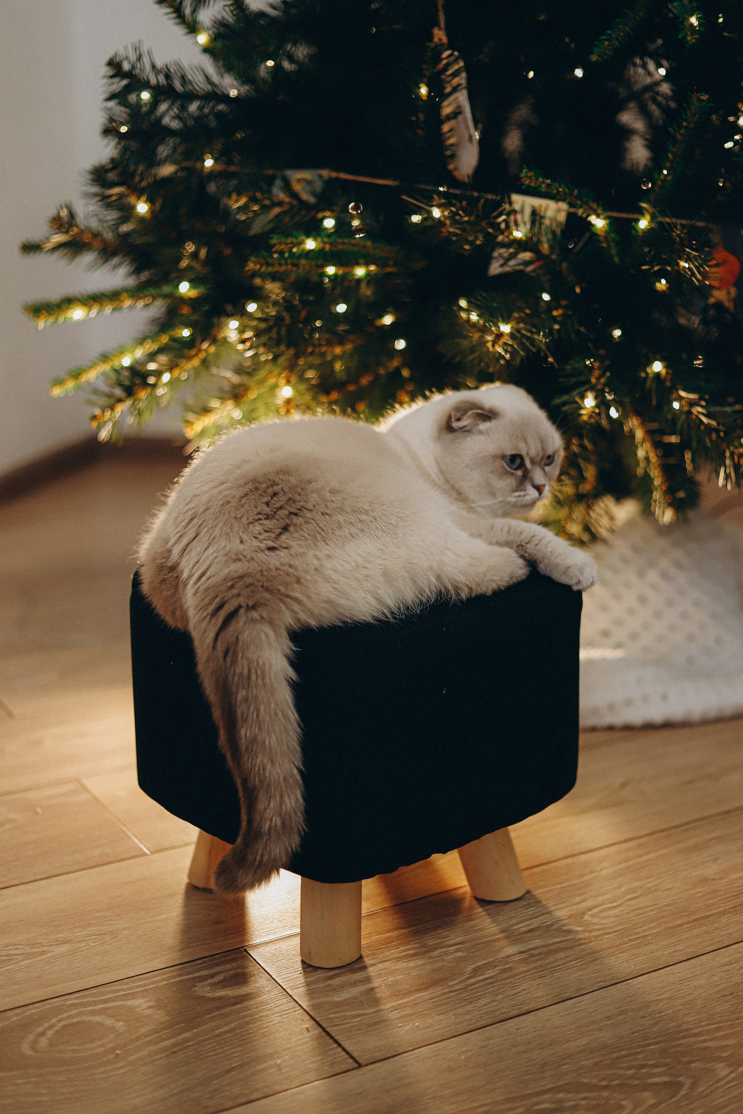 Домашняя новогодняя история. Алексей+Ксения+Дима. Услуги