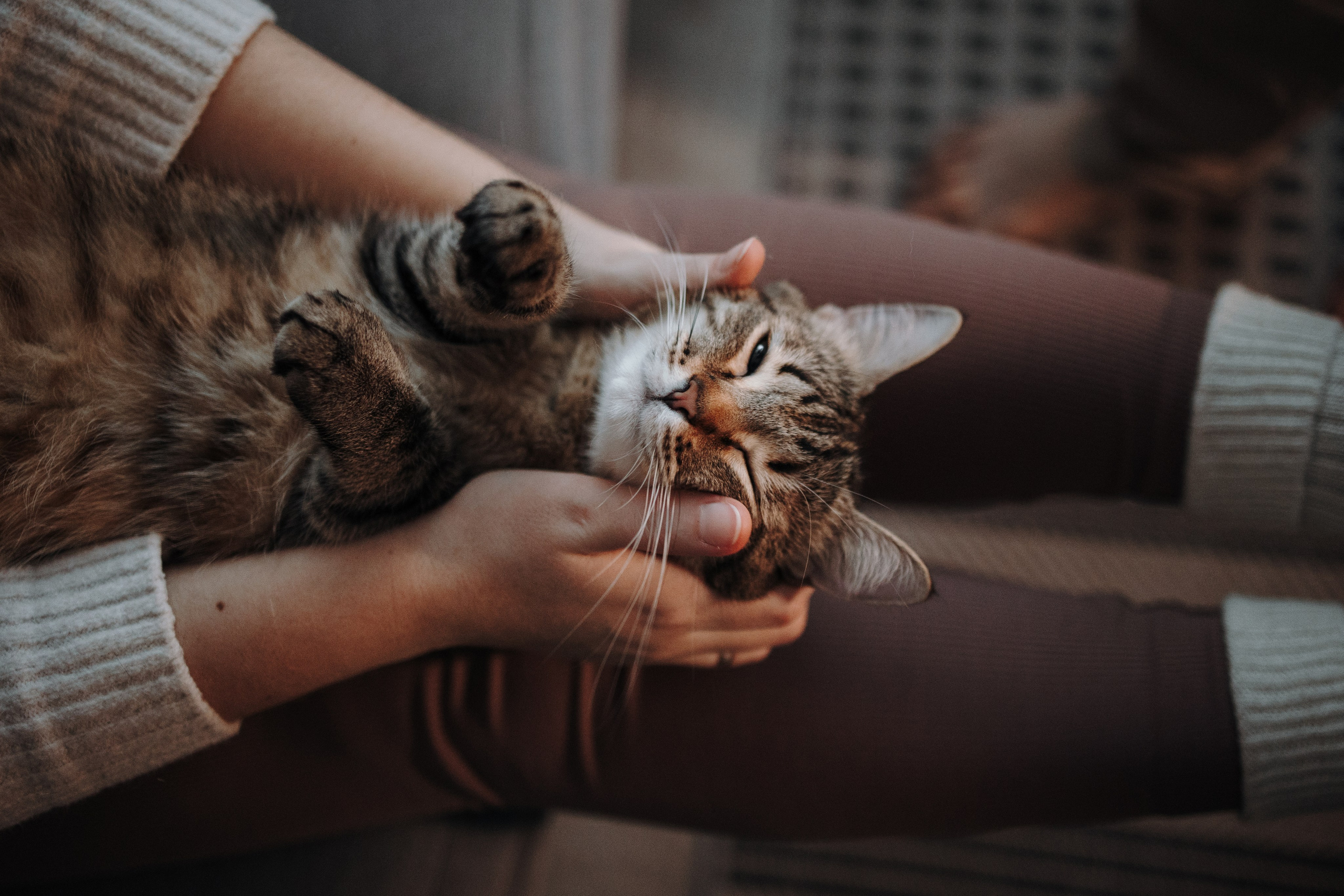 Мася и ее семья. Фотограф — Анималист | Санкт-Петербург