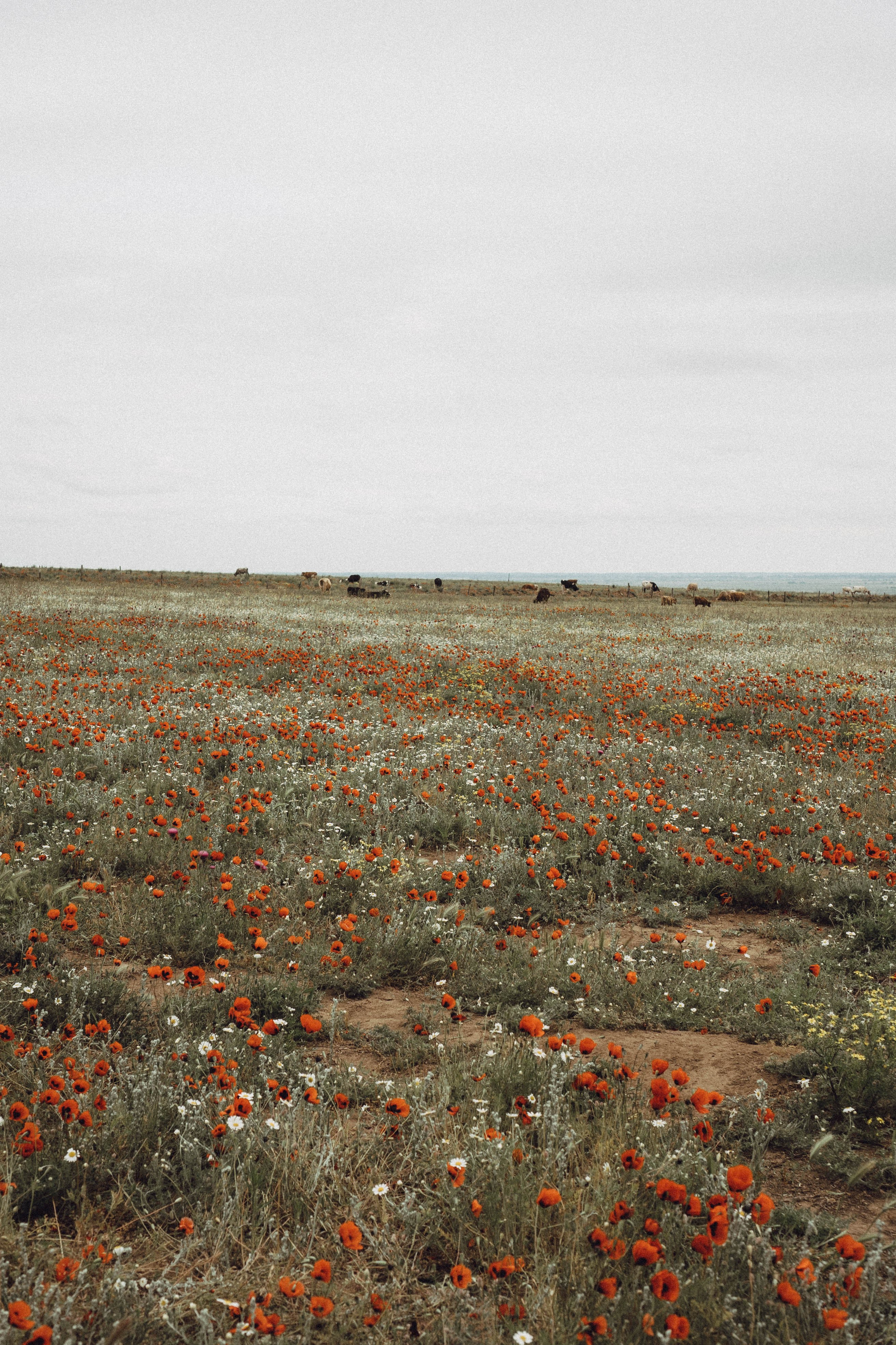 Кавказ. Профессиональный фотограф, Санкт-Петербург — Виктория Богомолова
