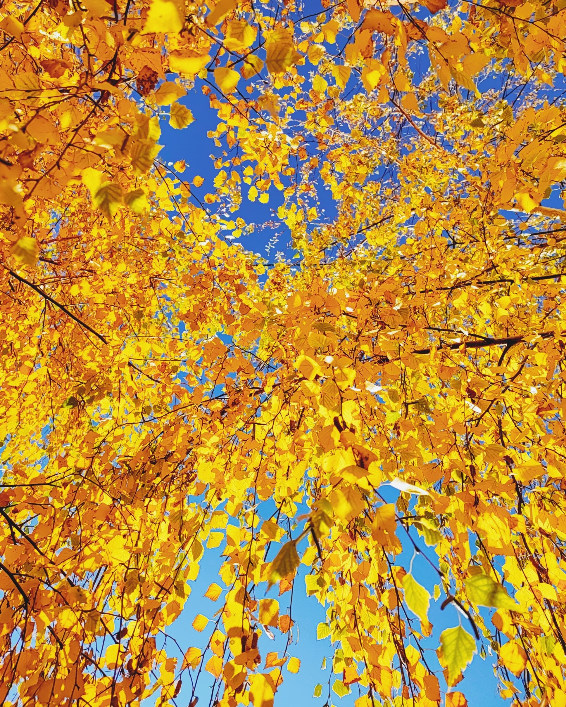 Намобилкус тульский. Репортажный фотограф Алексей Пирязев