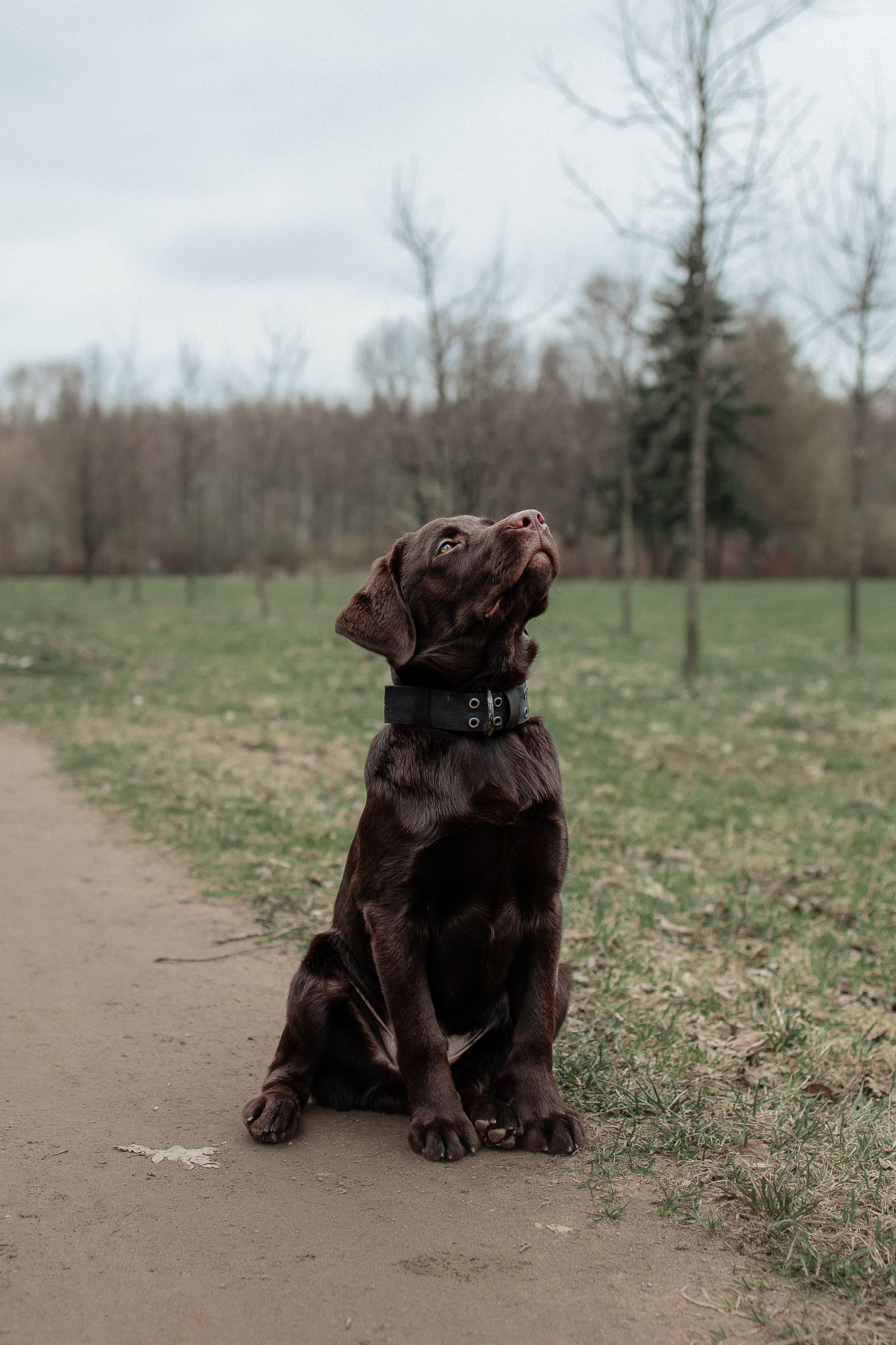 Ника и Ричи. Фотограф в Санкт-Петербурге Алёна Губинская
