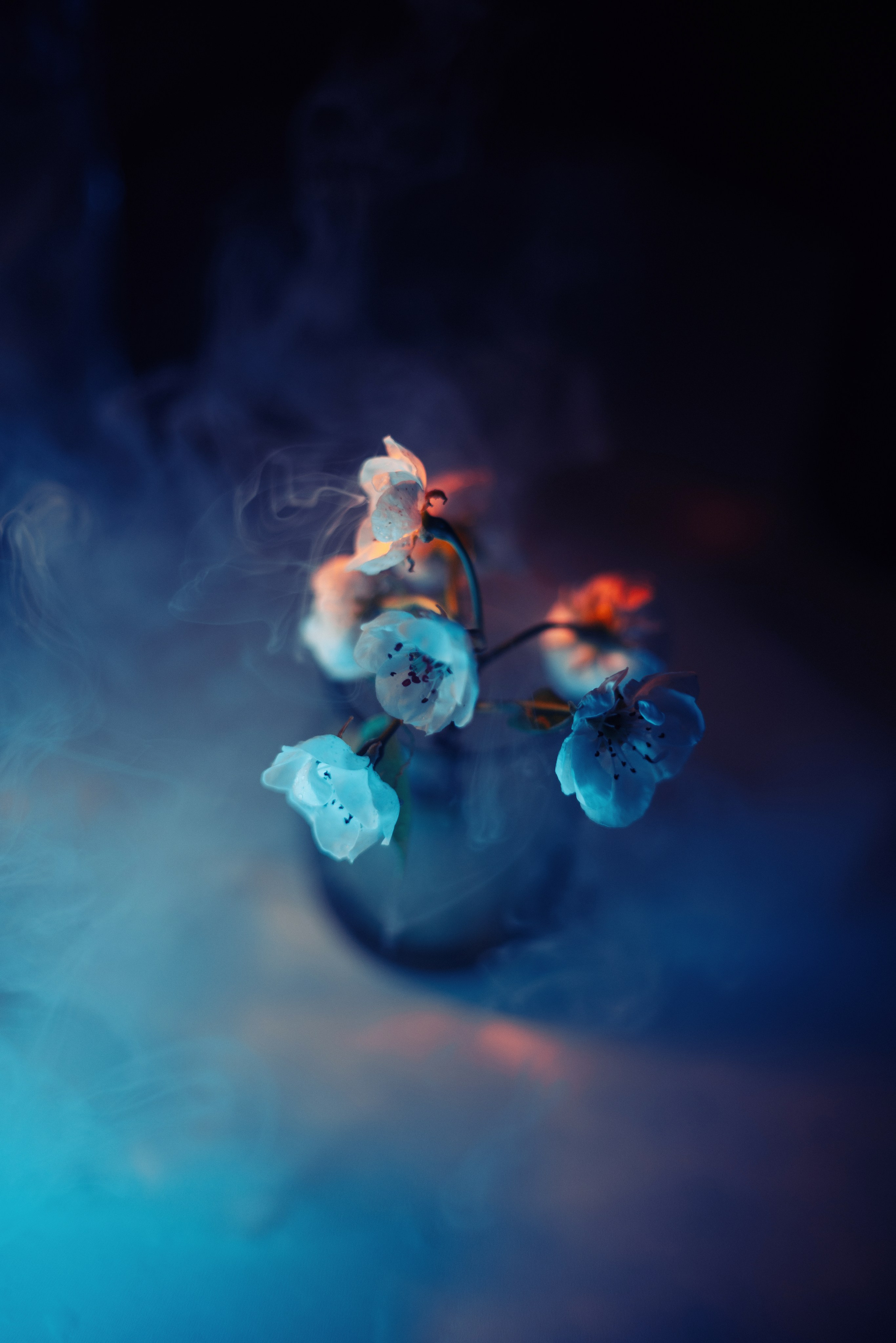 букет роз в вазе с цветным светом и дымом