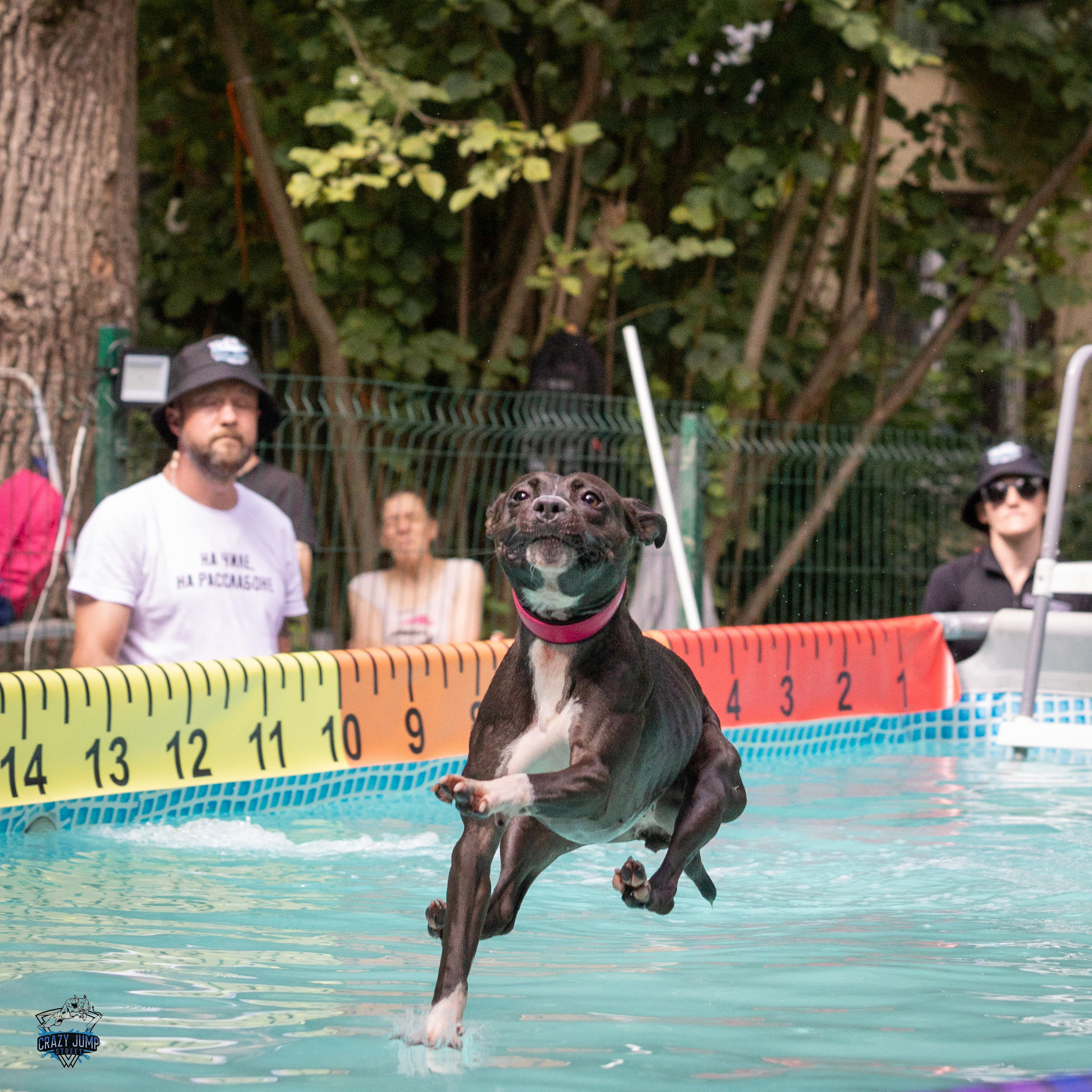 Собаки, спорт, Док дайвинг. Свадебный и репортажный фотограф в Москве и Московской области