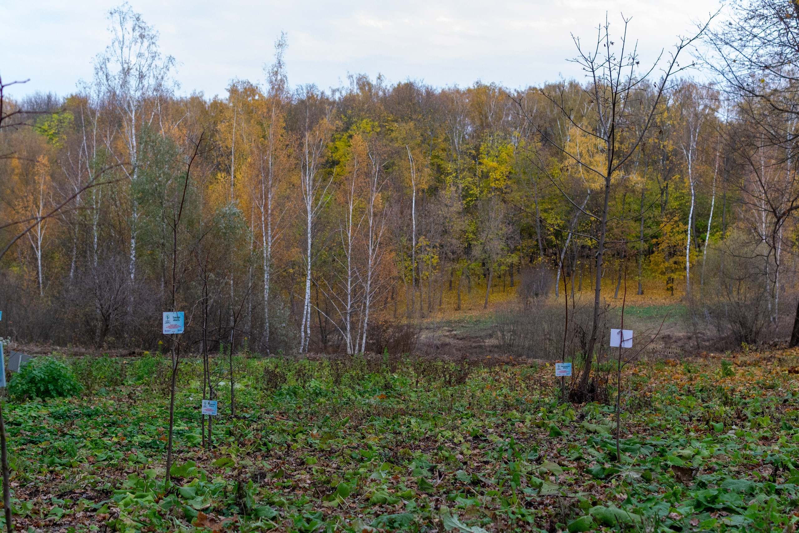 Старенький Nikon 3100 и nikkor 35 mm 1.8 (фото проявленные из RAW-NEF файлов). Фотограф в Туле Крупский АнДРей. Фотостудия «КАДР71» в Туле