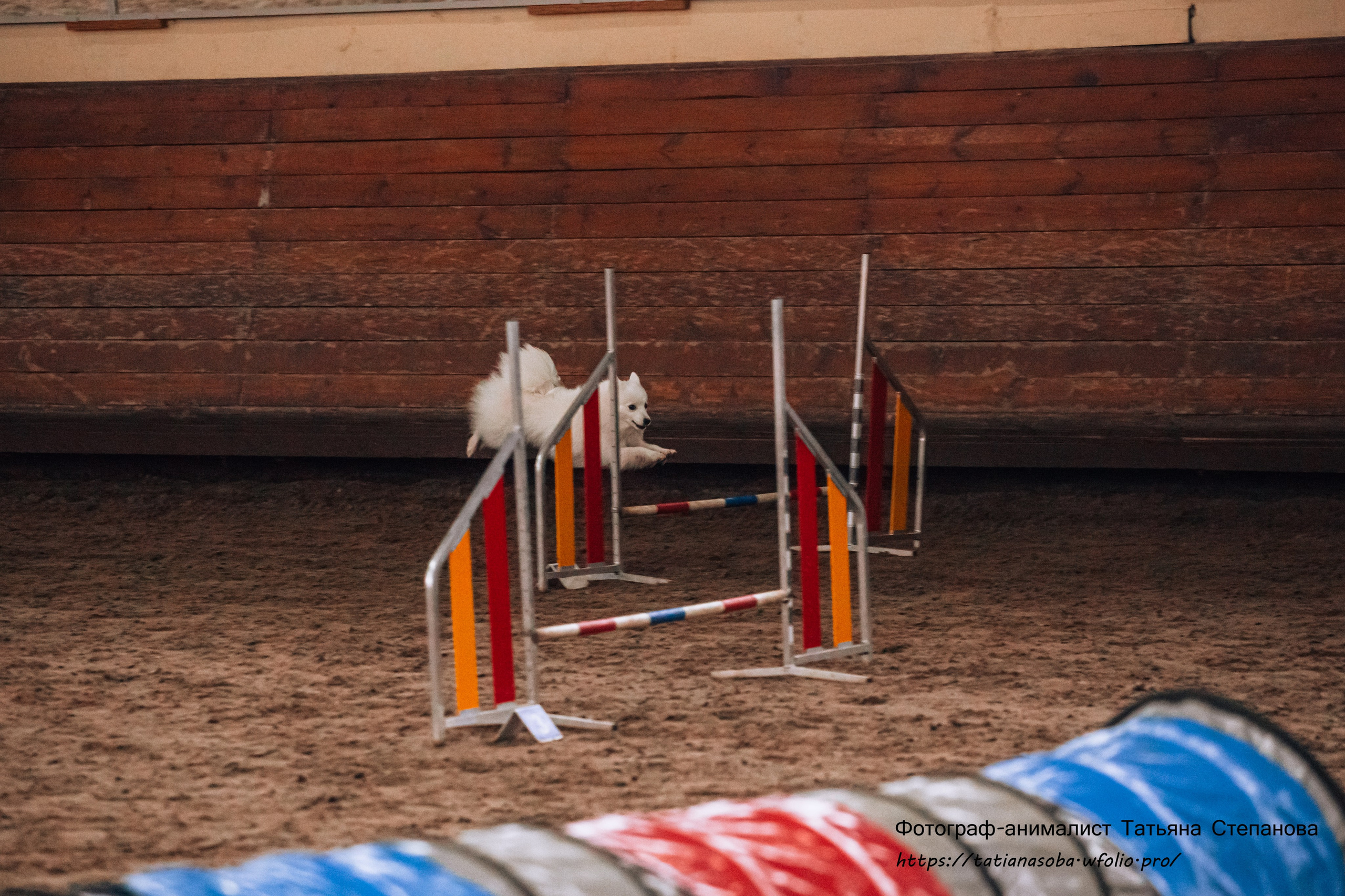 Соревнования по Аджилити 25.02.2024. Фотограф-анималист Татьяна Степанова