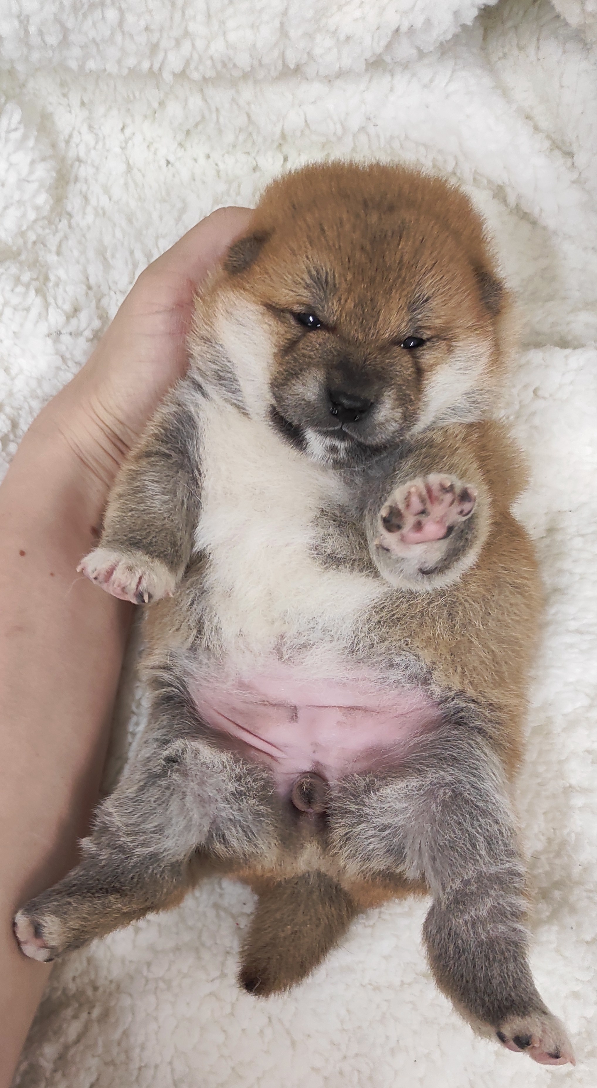 сиба питомник Рубилайт щенки на продажу rubylight  сиба щенки купить СПб Санкт-Петербург 