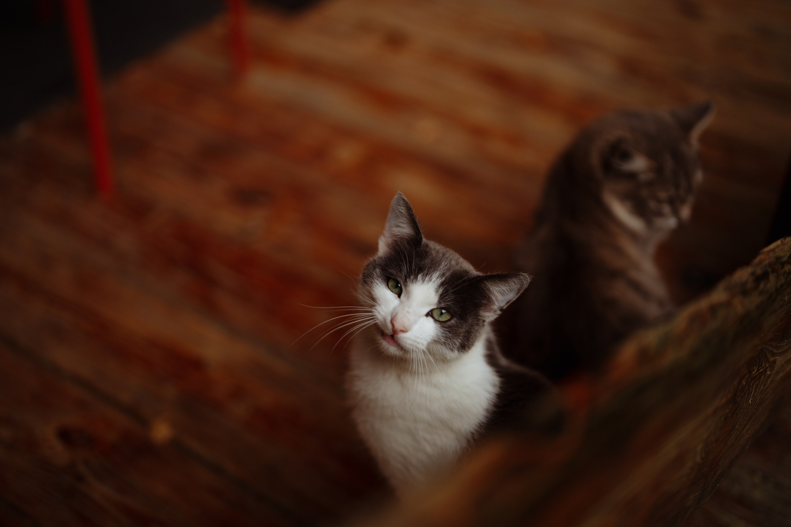 Сюжет № 11|Виктория Алексеенко