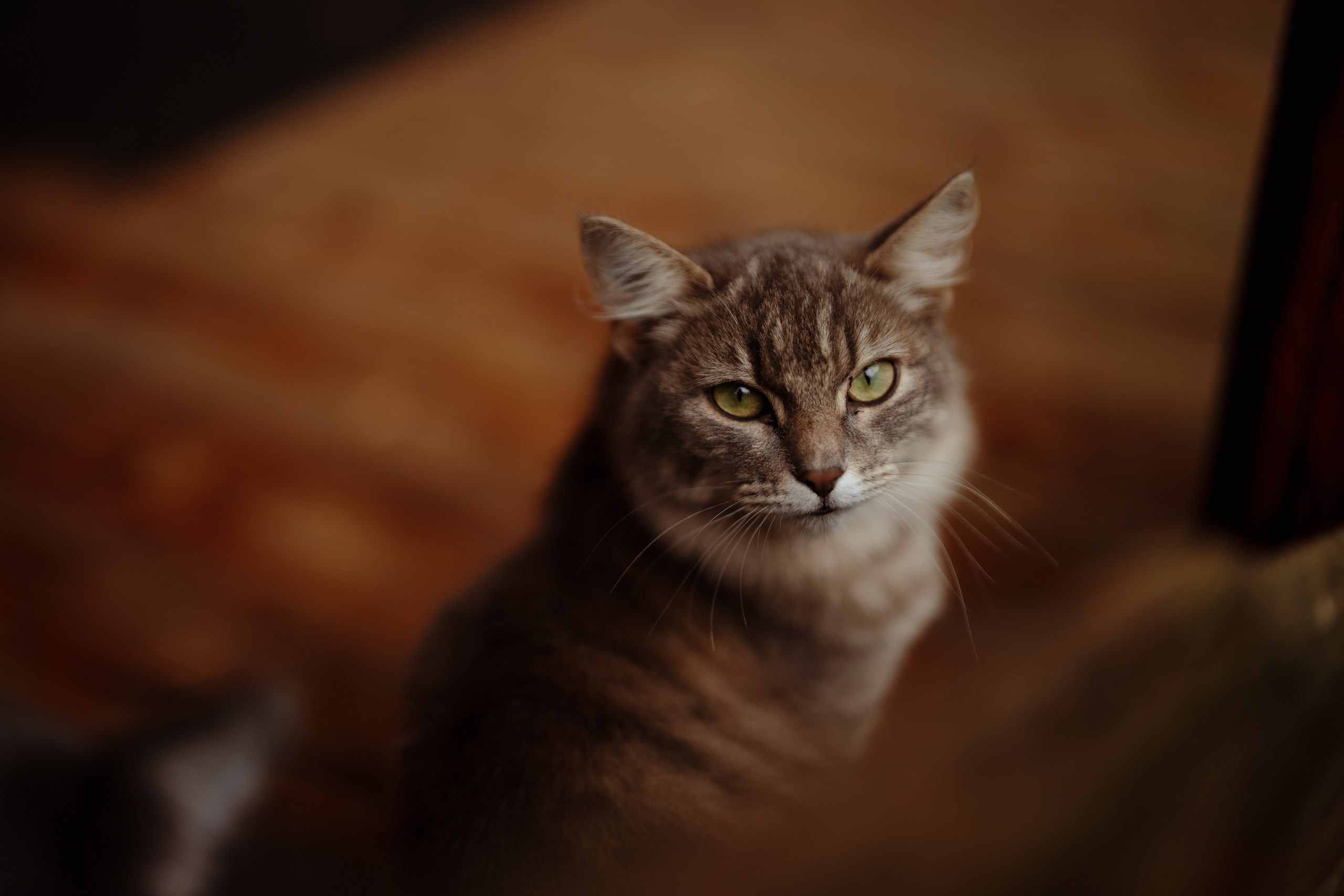 Сюжет № 11|Виктория Алексеенко