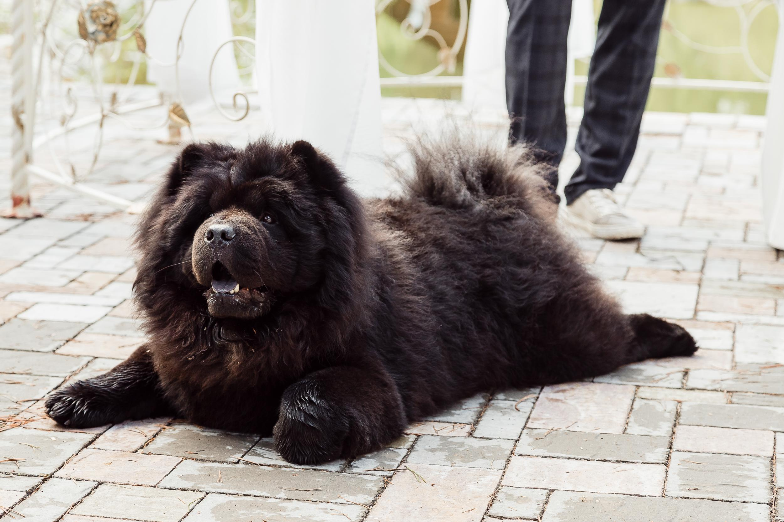 Саша и Марго. Фотограф Ирина Тимошева г. Киров