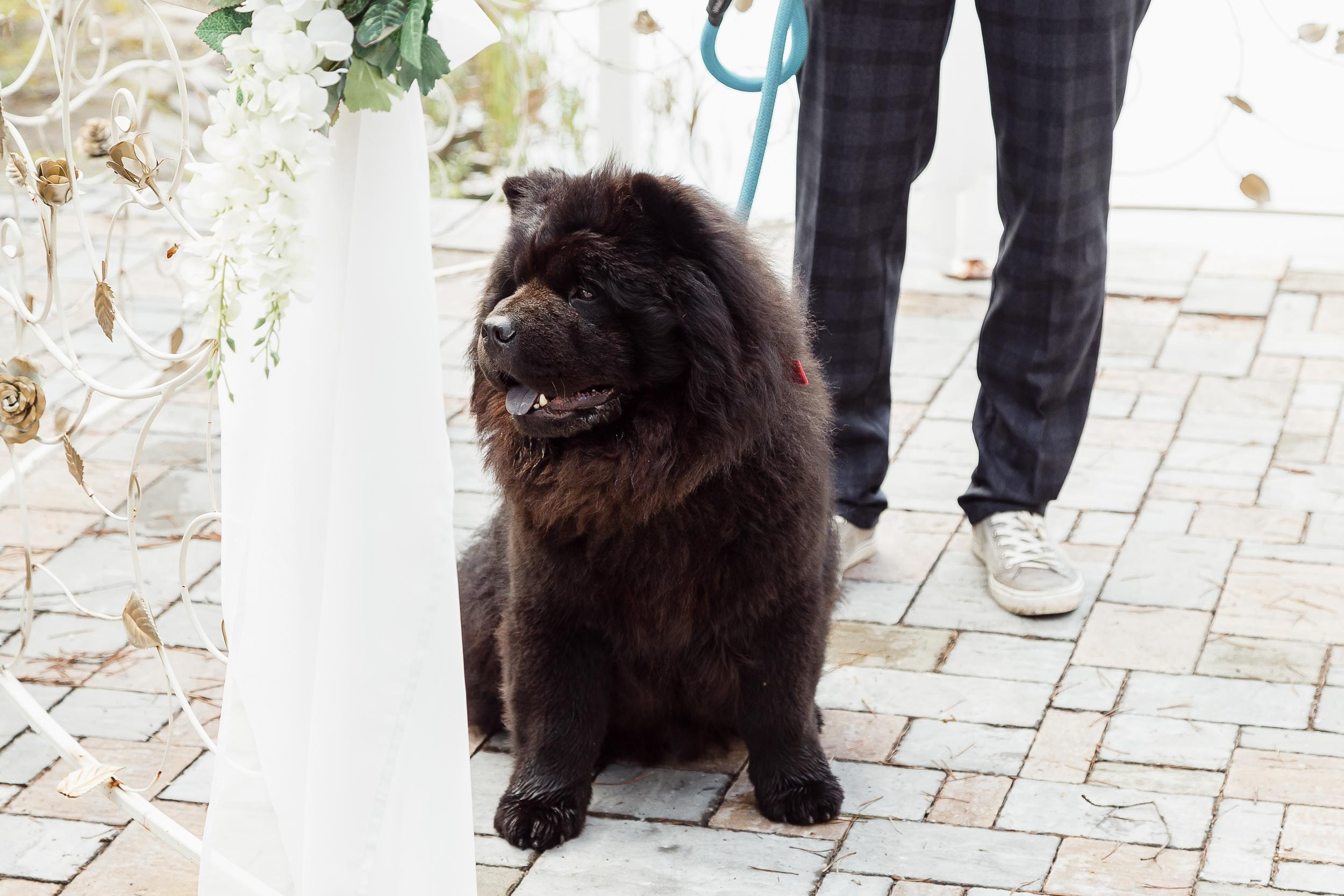 Саша и Марго. Фотограф Ирина Тимошева г. Киров