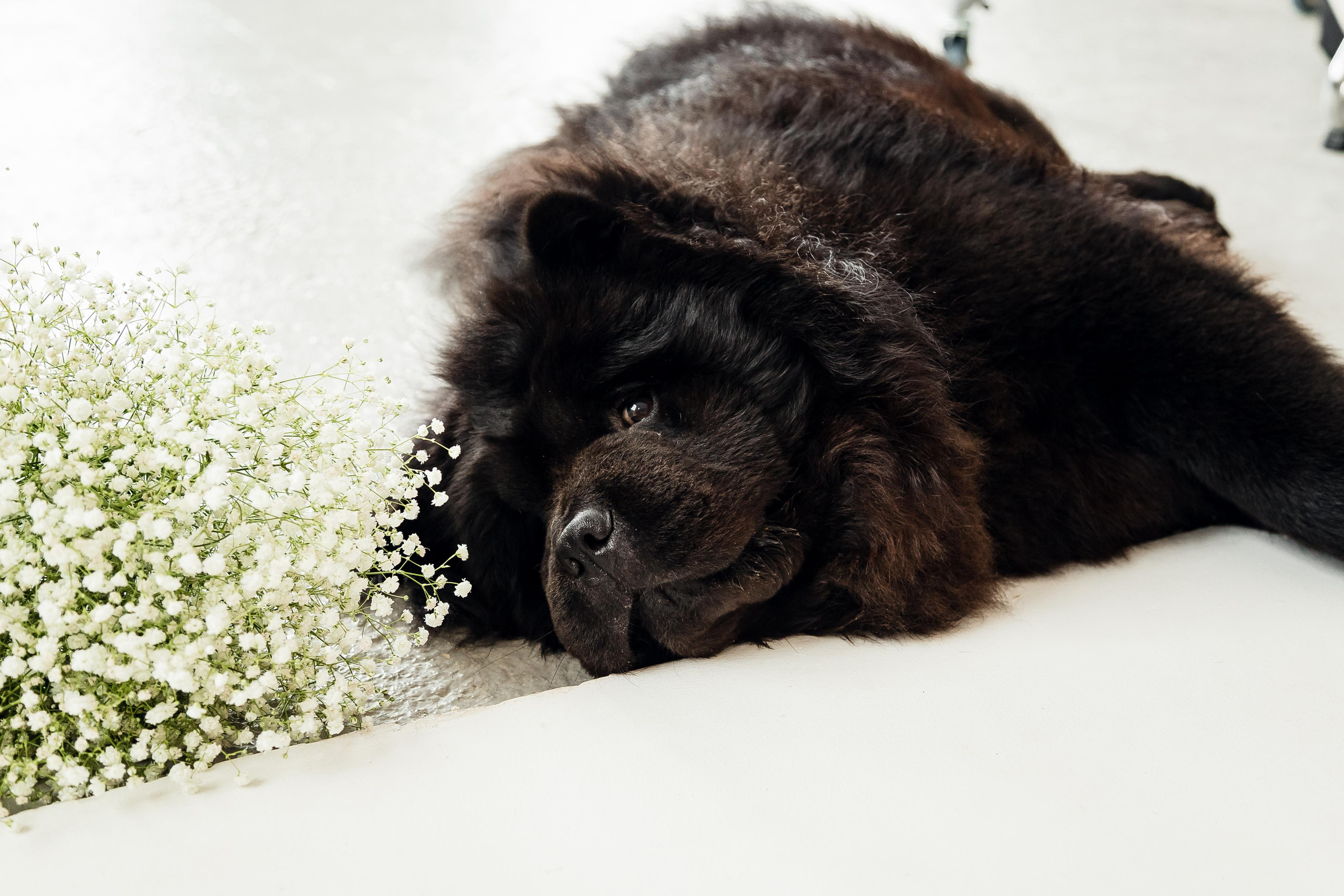 Саша и Марго. Фотограф Ирина Тимошева г. Киров