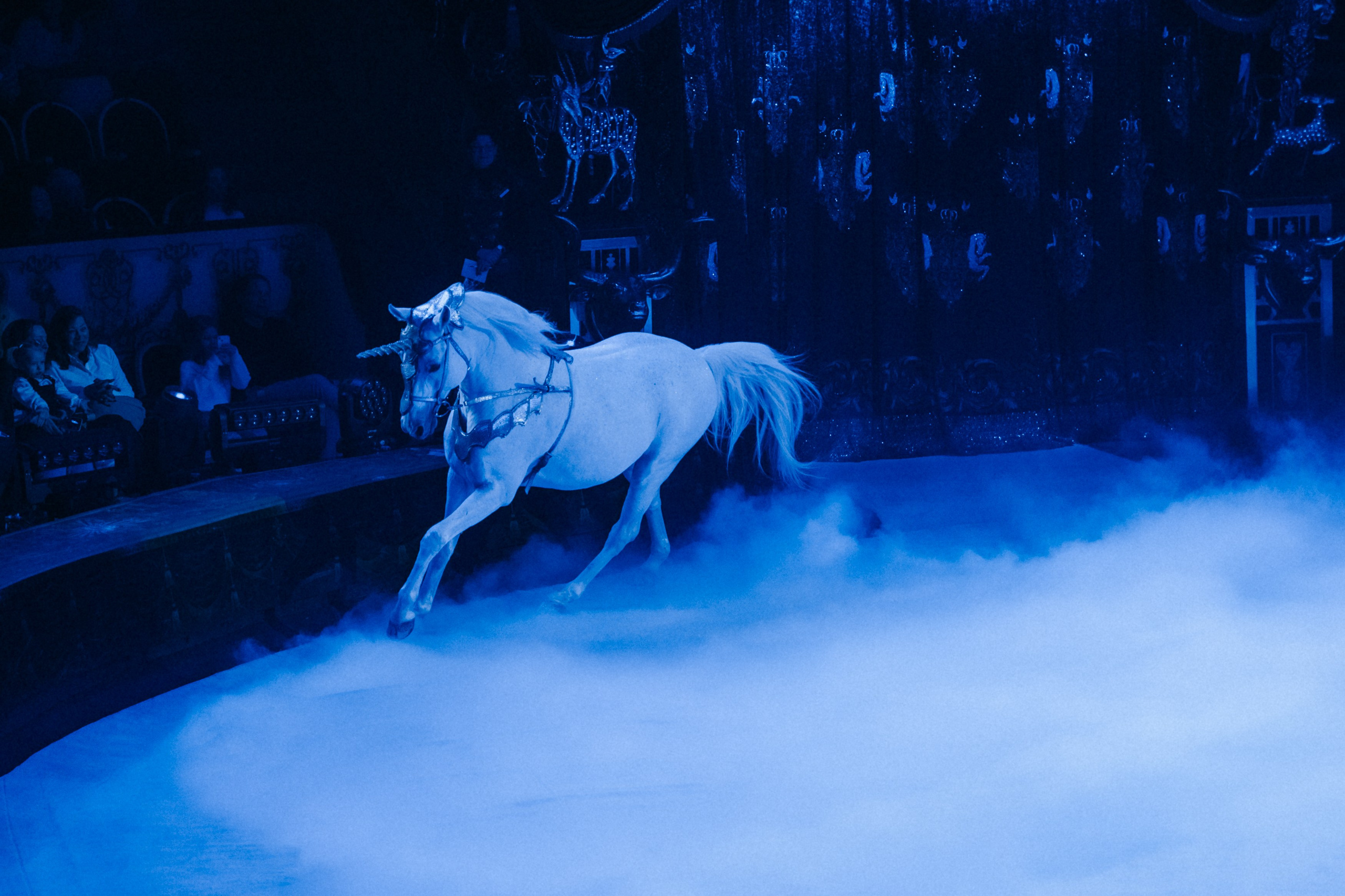 Королевский Цирк Гии Эрадзе. Репортажный и портретный фотограф в Санкт-Петербурге Степлевич Дарья