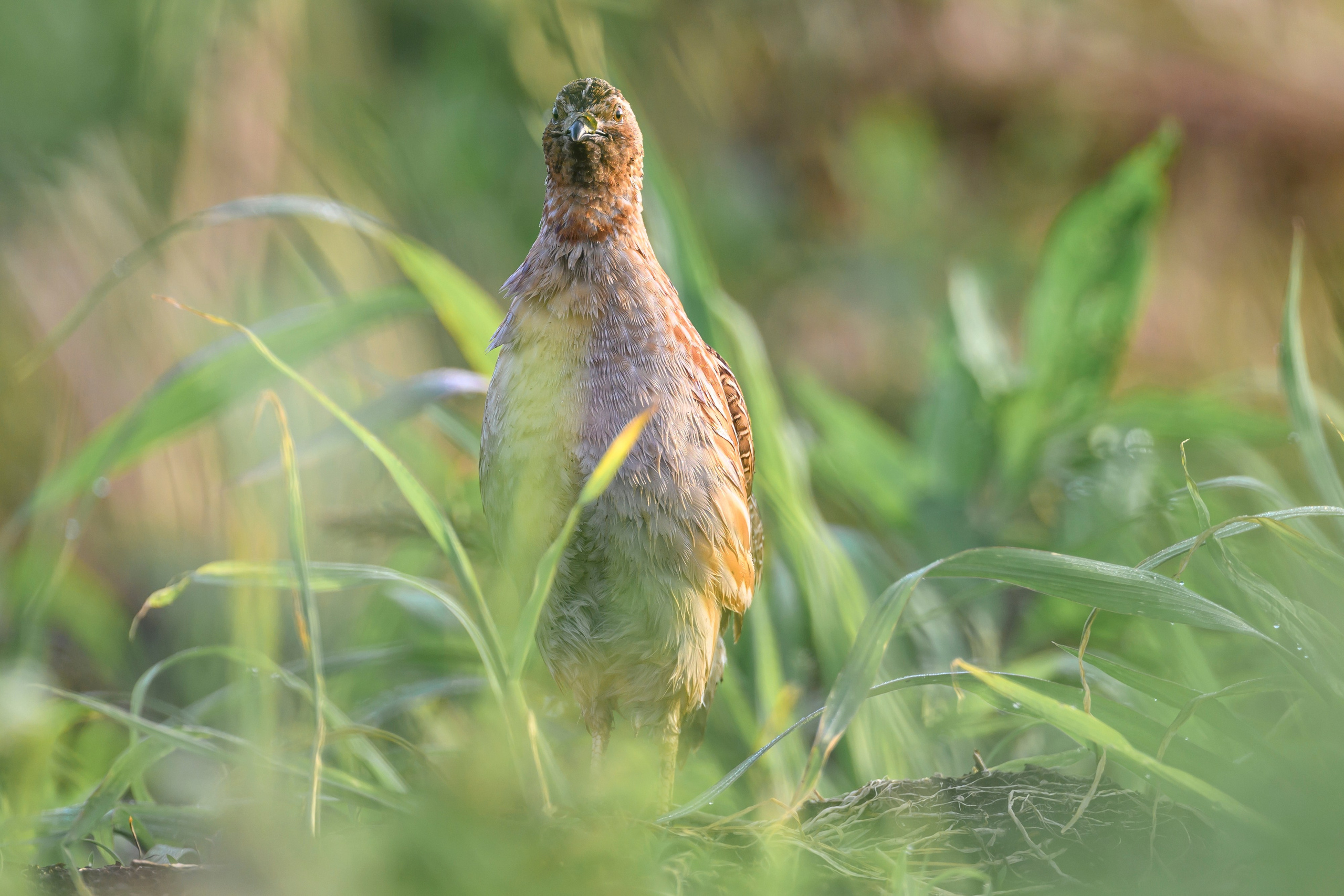 Перепела и коростель. Фотограф Сергей Пупонин