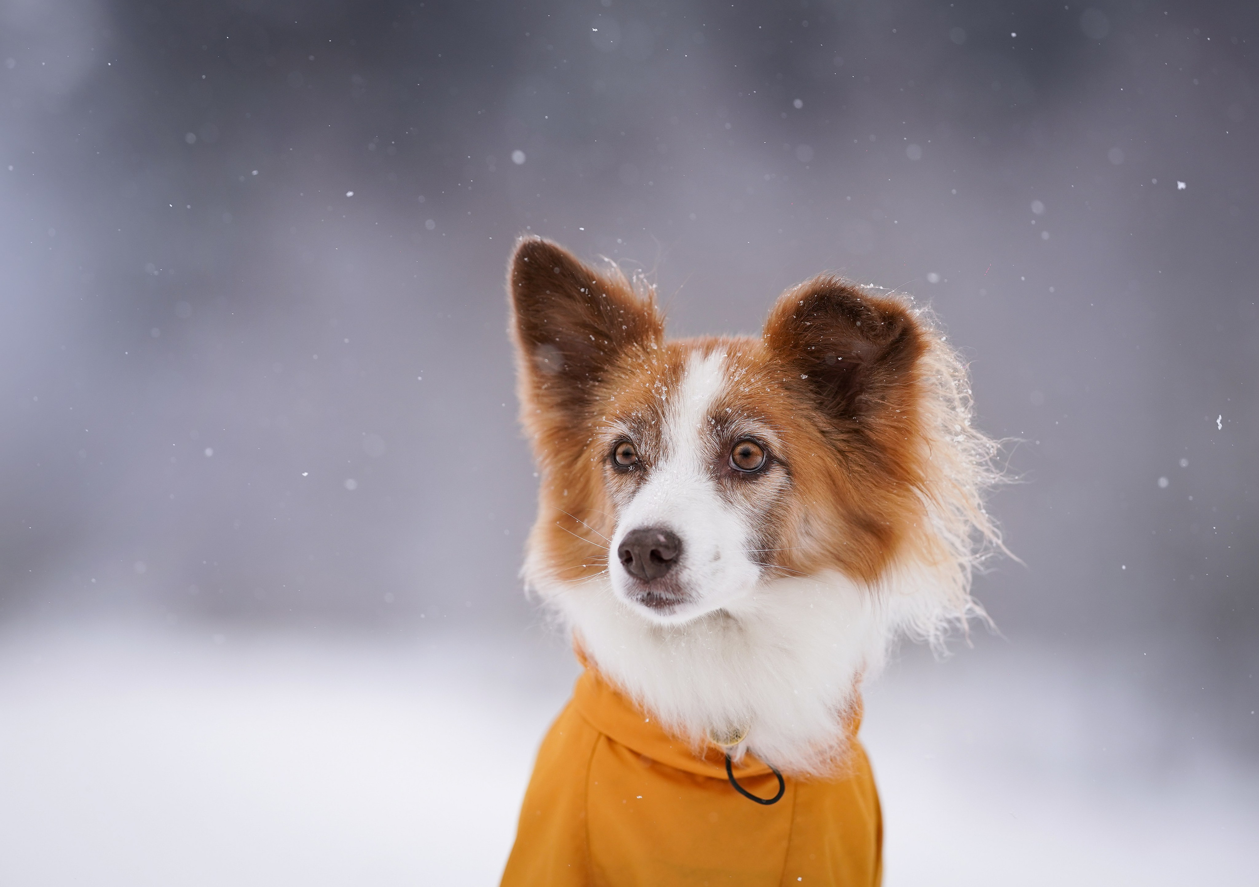 Красно-рыжая банда. Фотограф-анималист в Санкт-Петербурге Яна Мартынова