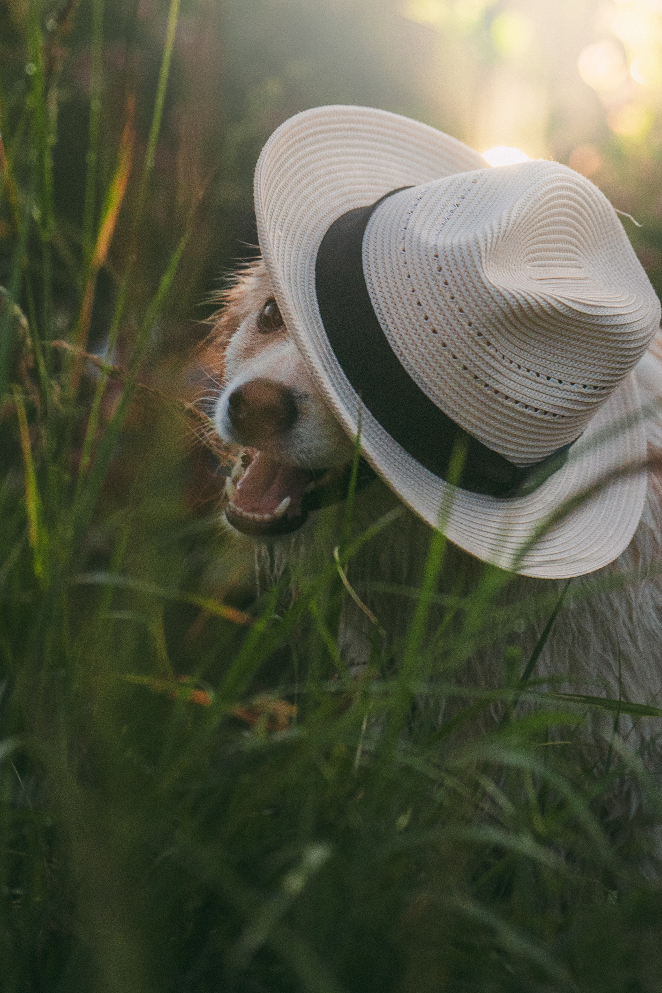 Рина и Марси. Фотограф анималист в Москве и Санкт-Петербурге Свиридова Анна