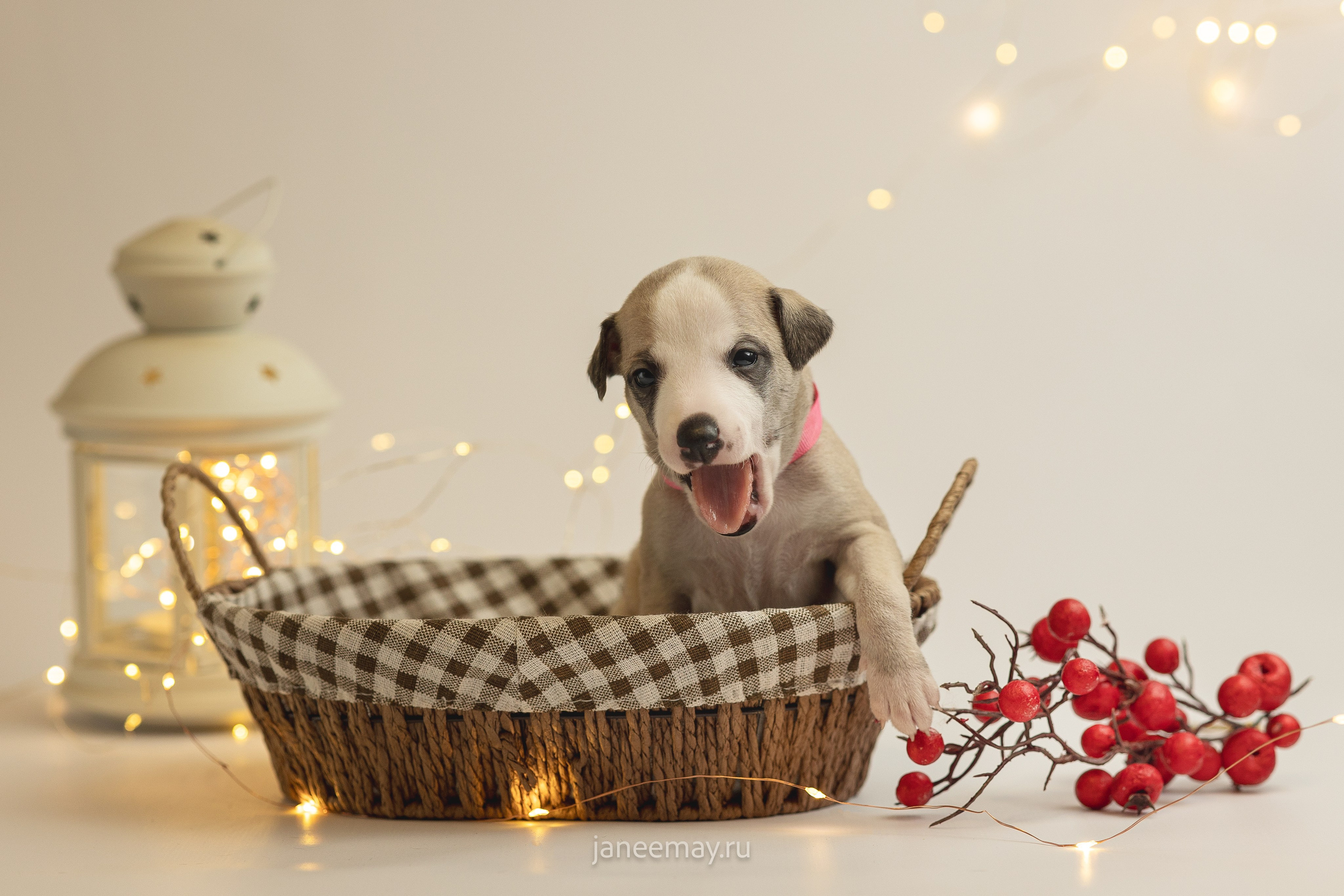 Малыши уиппеты Великбековых. Фотограф анималист в Москве Майорова Евгения