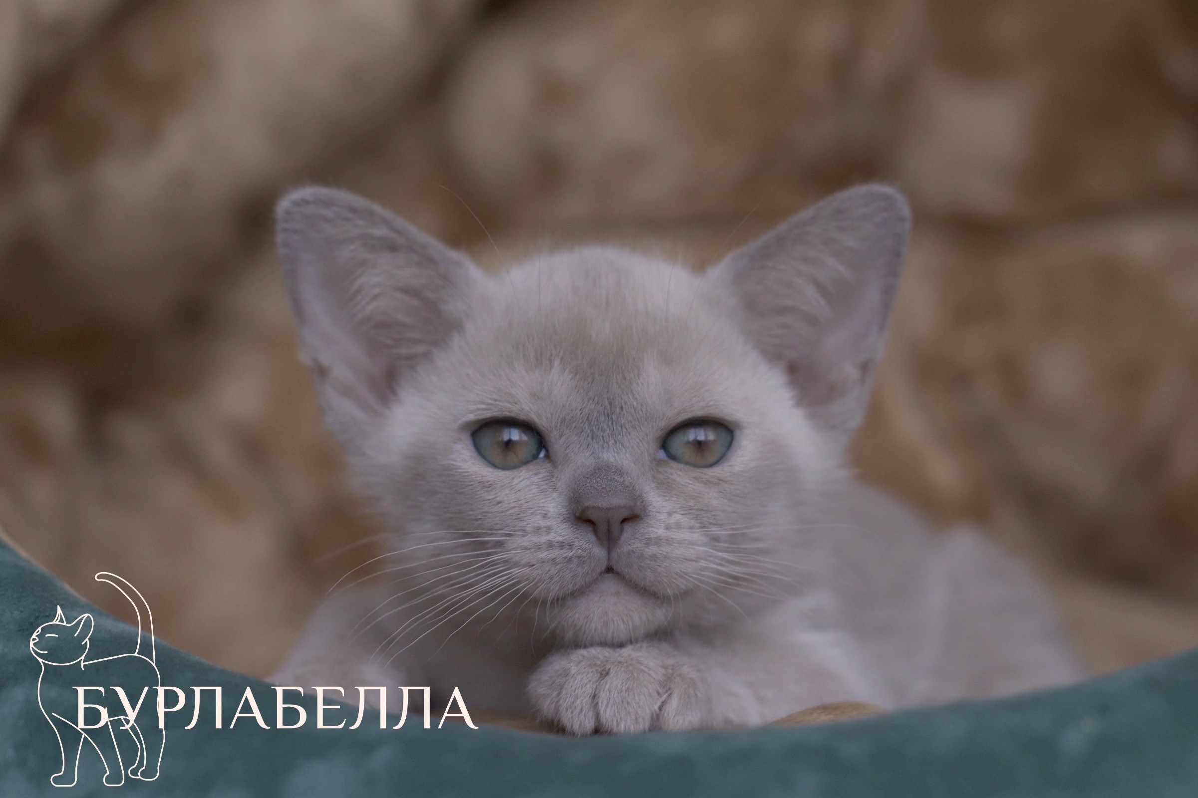 шоколадная бурма, бурманские котята, питомник бурманских кошек, купить бурманского котенка, лиловая бурма