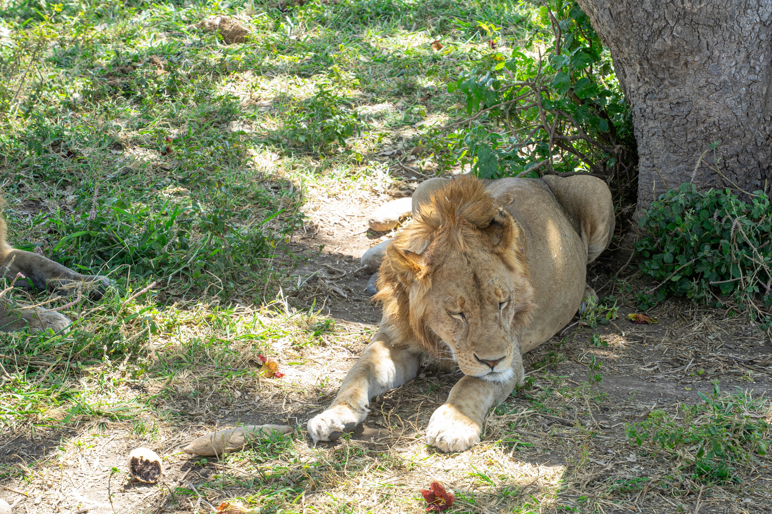 Танзания, сафари, 2025. Творческие сьемки