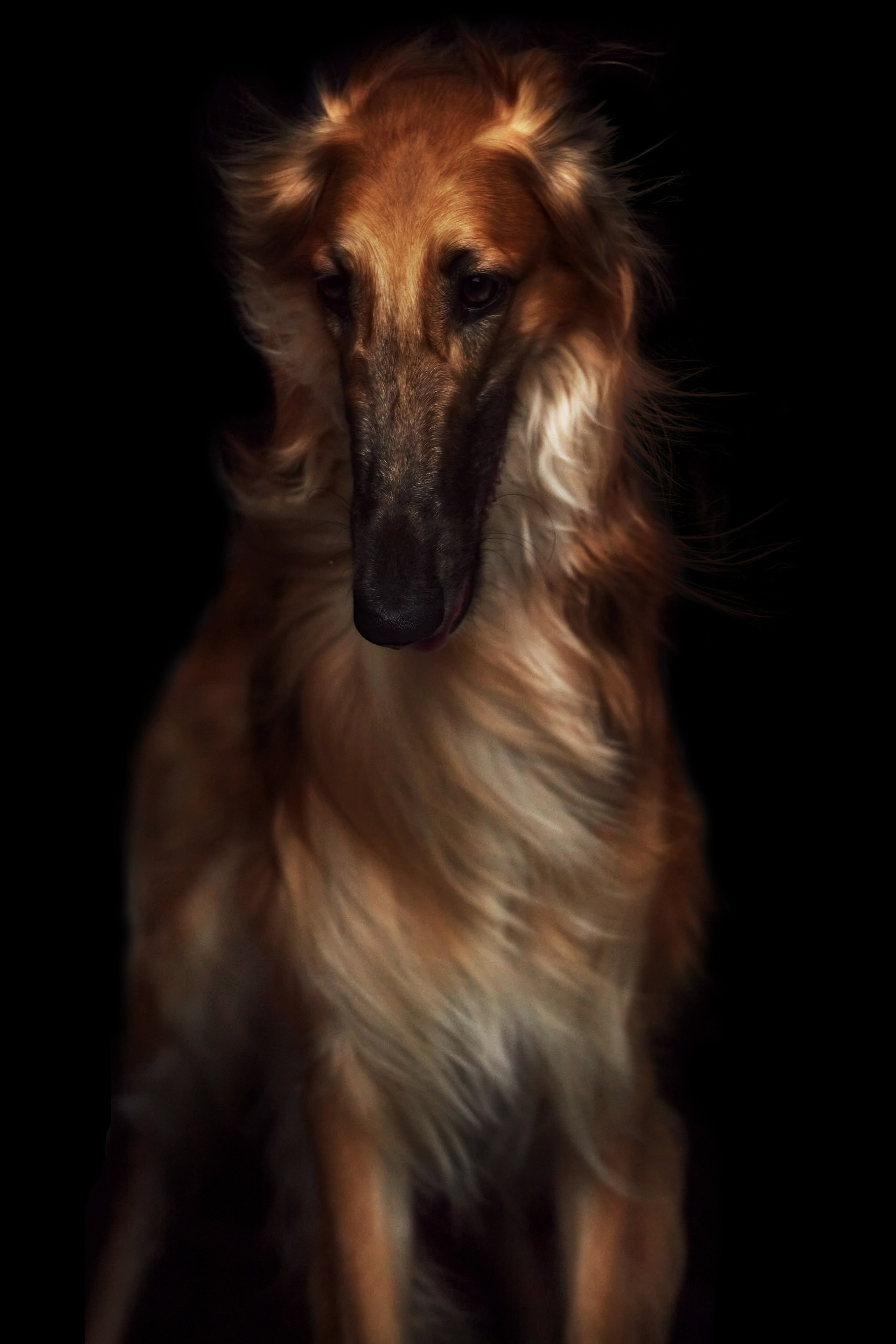 Фотосессия с животными. Фотограф анималист — Тула, Москва