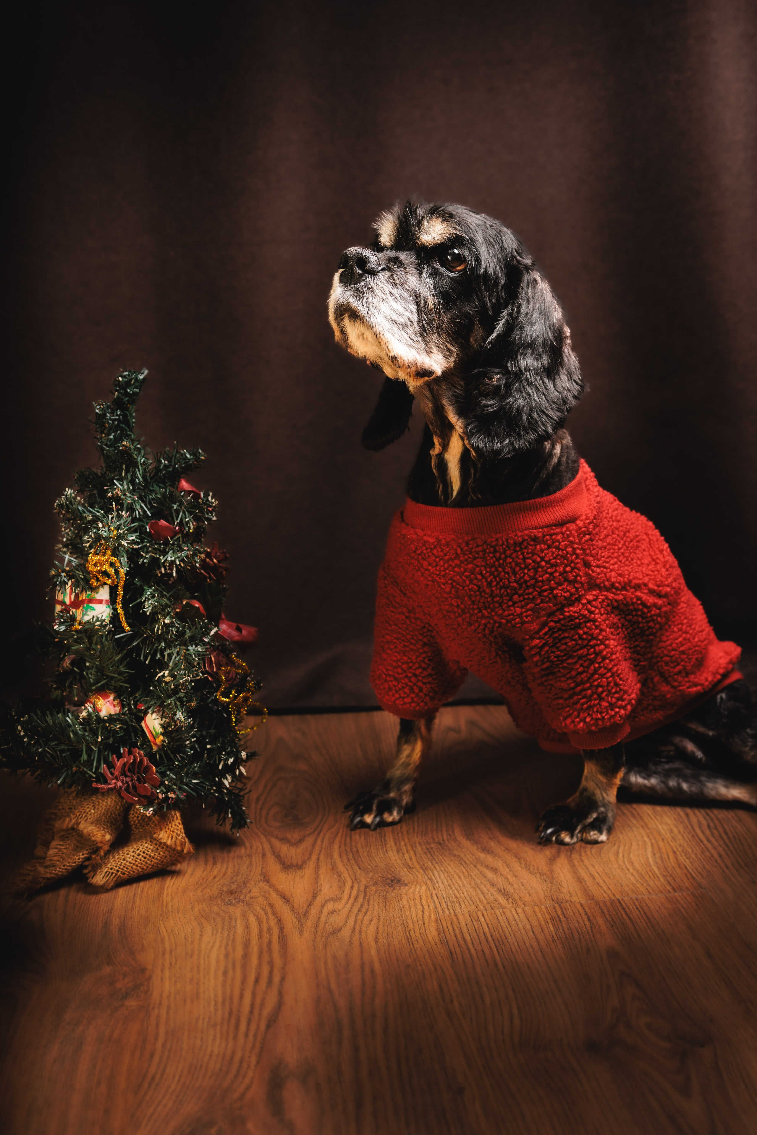 Портреты ваших питомцев. Коммерческий, рекламный фотограф в Уфе Сергей Крайкин