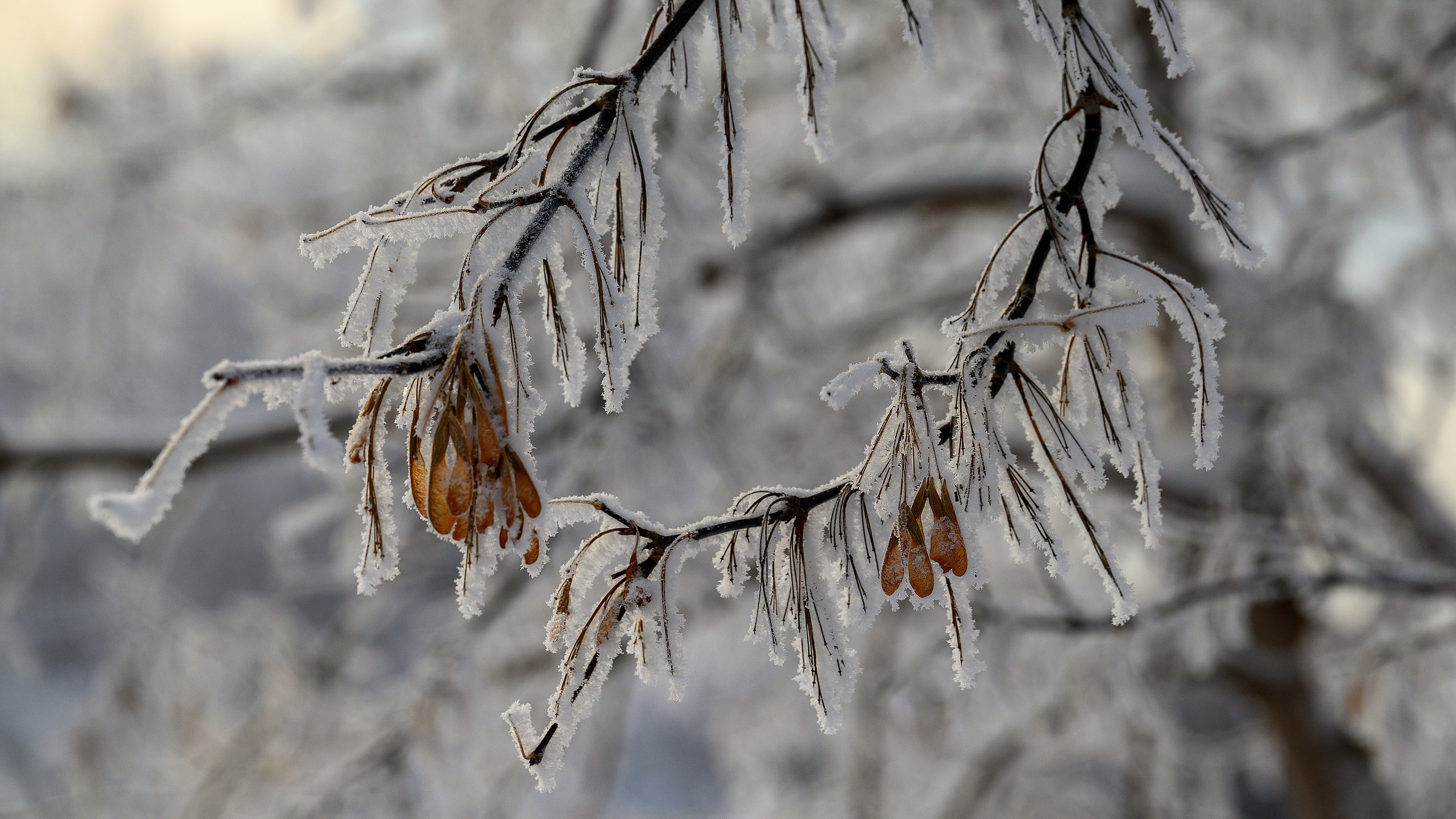 Сибирская зима прекрасна!. FotoGraf