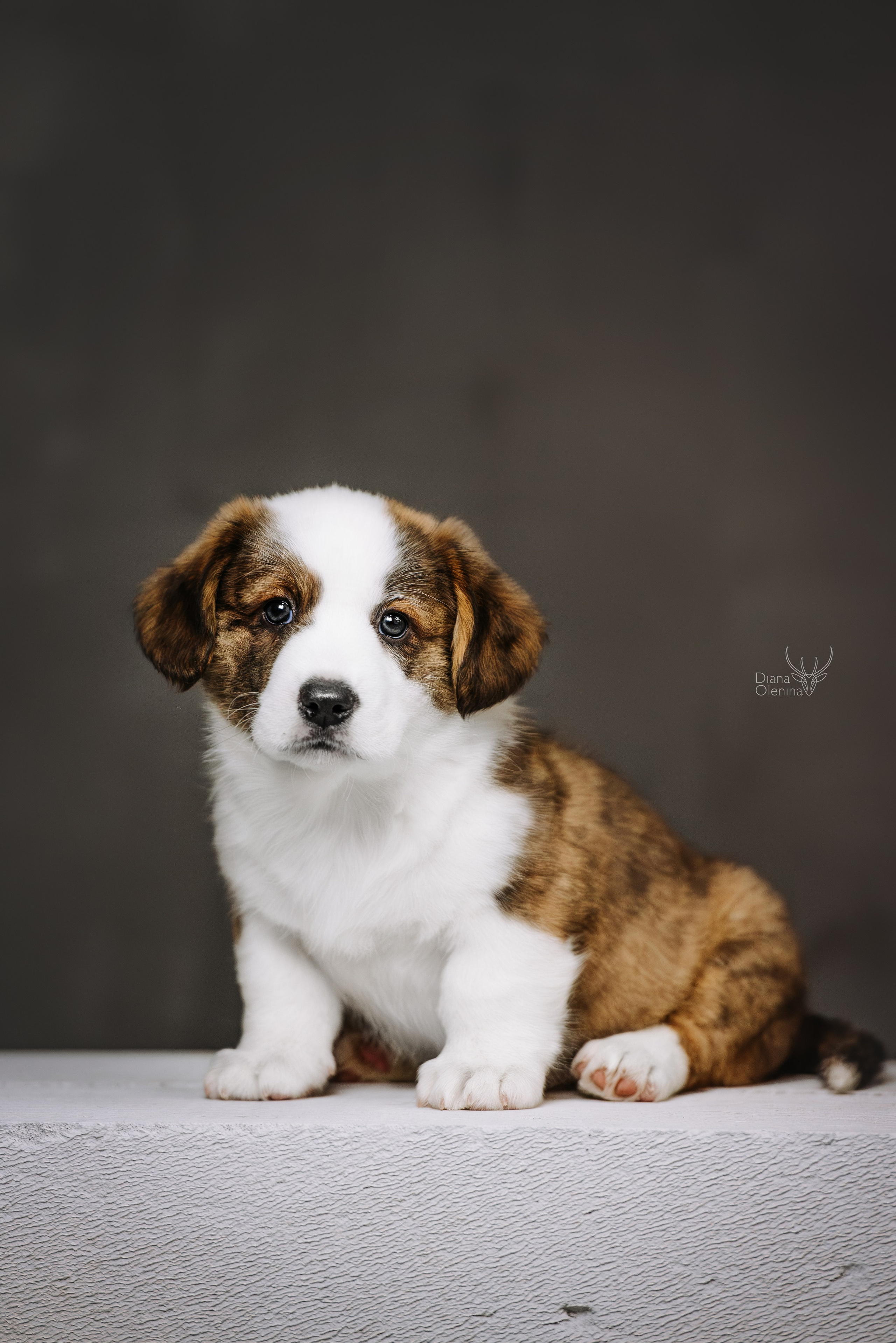 Помет Вельш Корги Кардиган. Фотограф Диана Оленина Красноярск / Братск