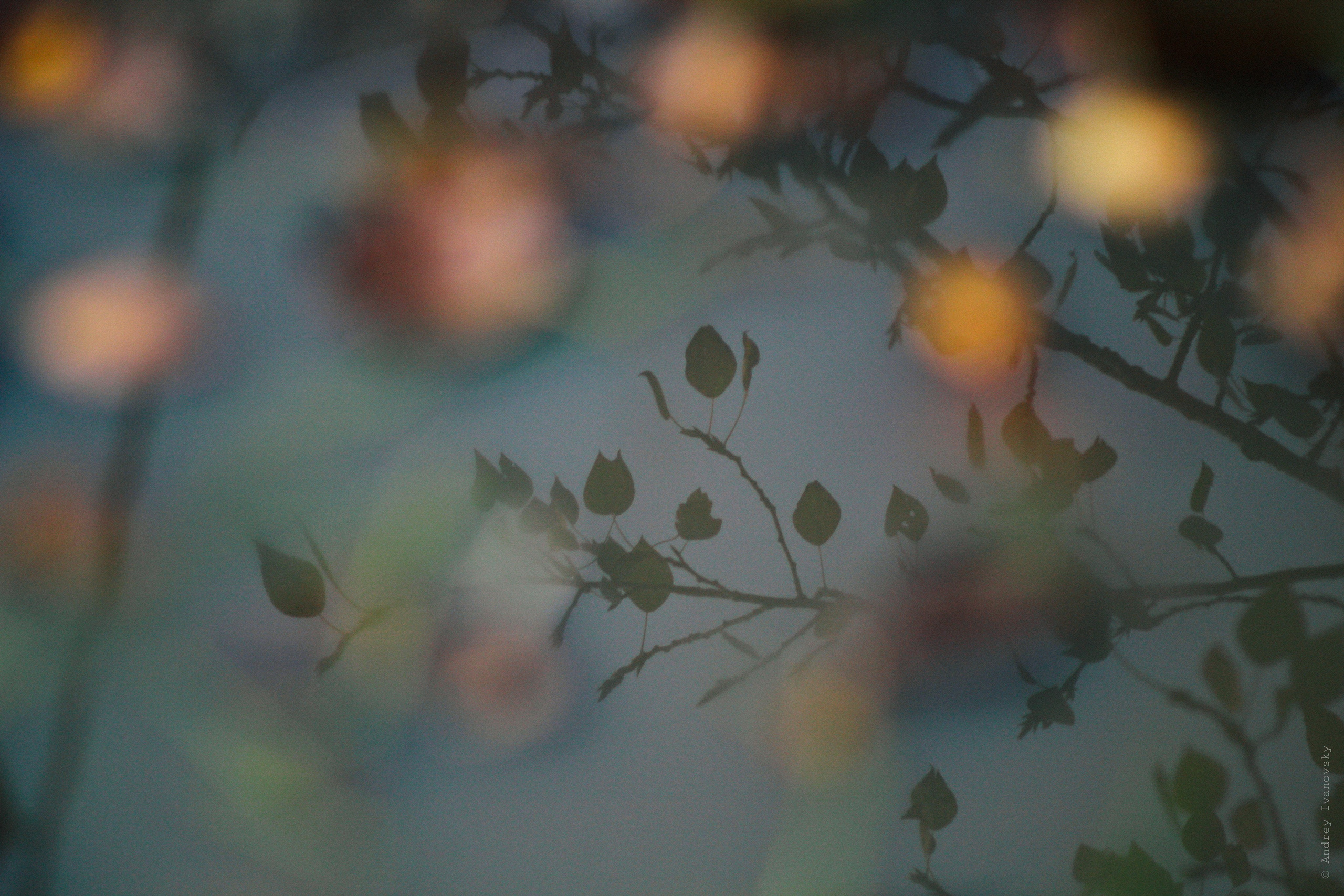Прогулки со 135-кой — Canon EF 135/2.8 Softfocus. Famitsu