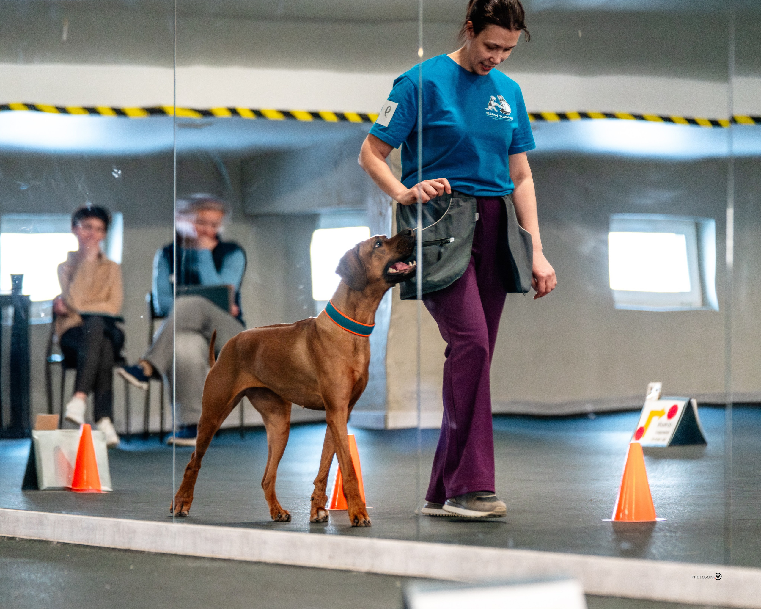ТЫ И Я (соревнования по ралли-обидиенс). Фотограф-анималист, семейный фотограф в Москве и Подмосковье. Фотосъёмка кинологических дисциплин