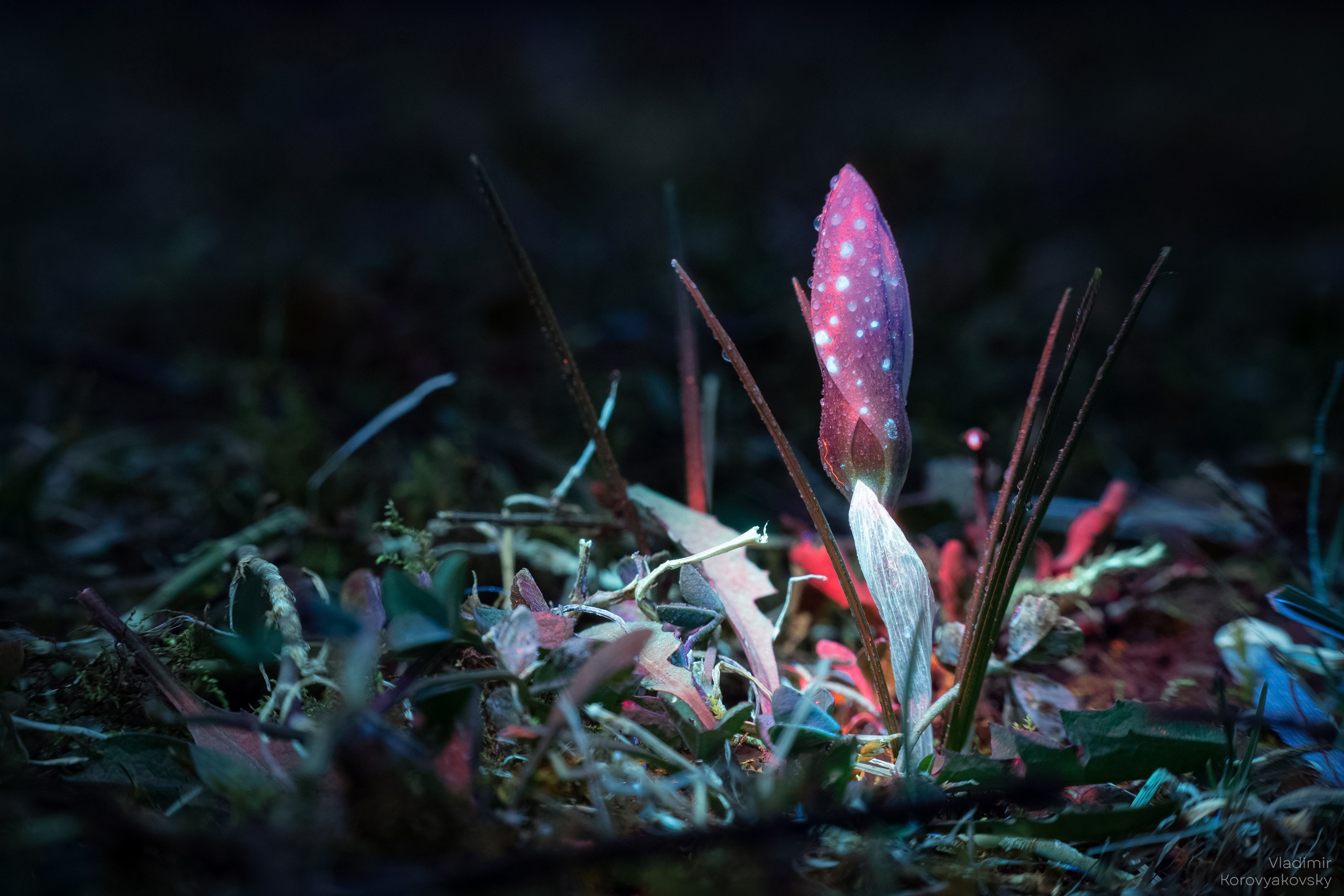 Nature. Photographer Vladimir Korovyakovsky