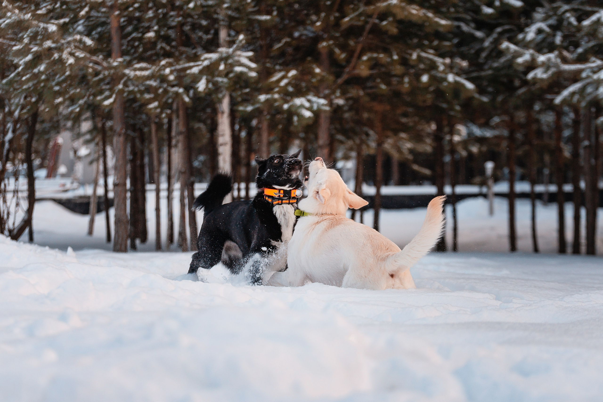 Татьяна, Михаил, Шелли и Лаки. Фотограф-анималист Анастасия Парфенова|Екатеринбург