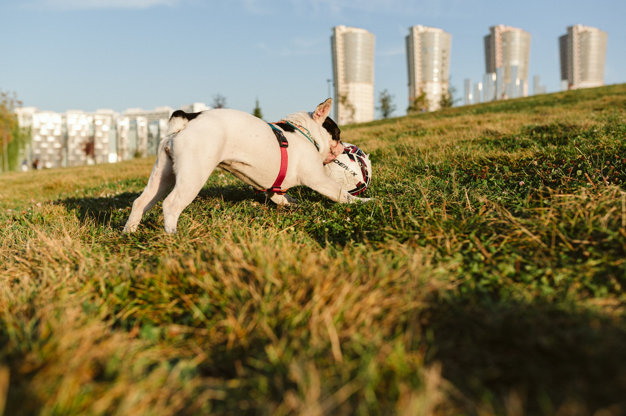 Инна и Белль. Фотограф анималист в Москве Ольга Агушева