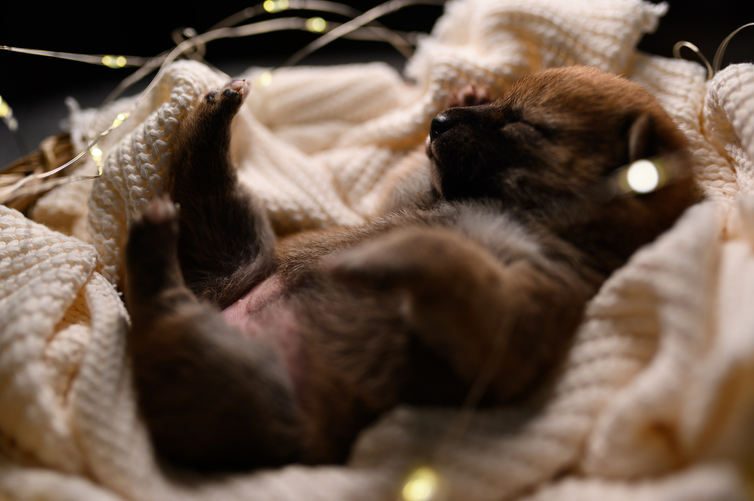 Мамесиба. Фотограф анималист в Москве Ольга Агушева