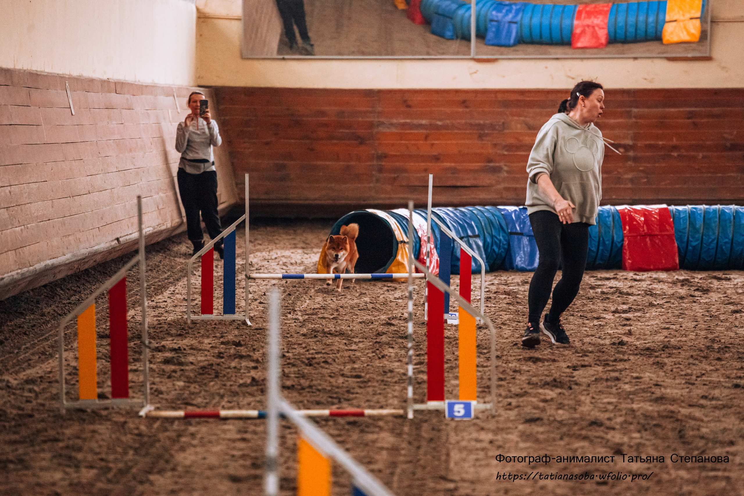 Соревнования по Аджилити 25.02.2024. Фотограф-анималист Татьяна Степанова