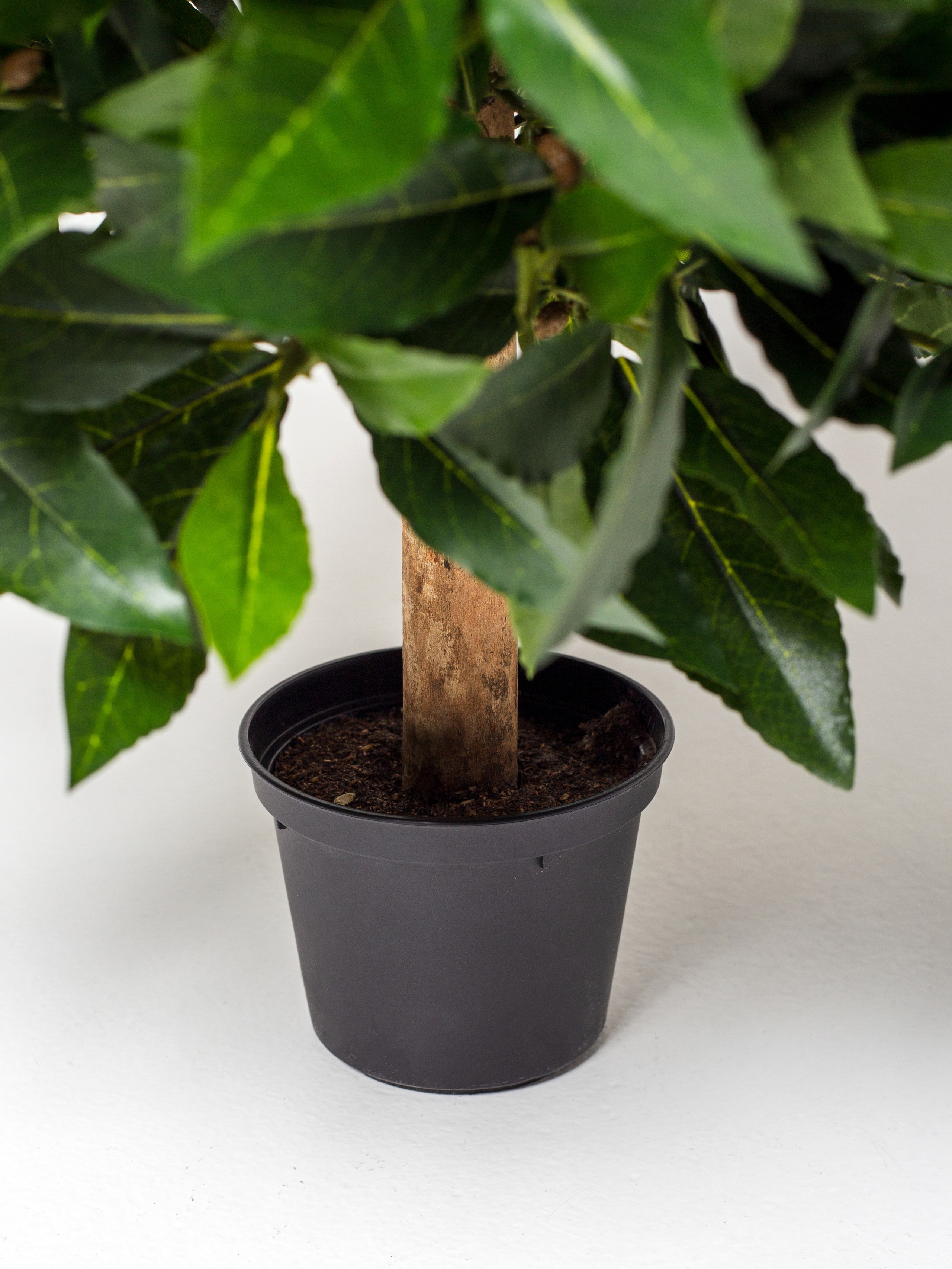 Растения. Фотограф Борисова Ирина| Краснодар |Стамбул