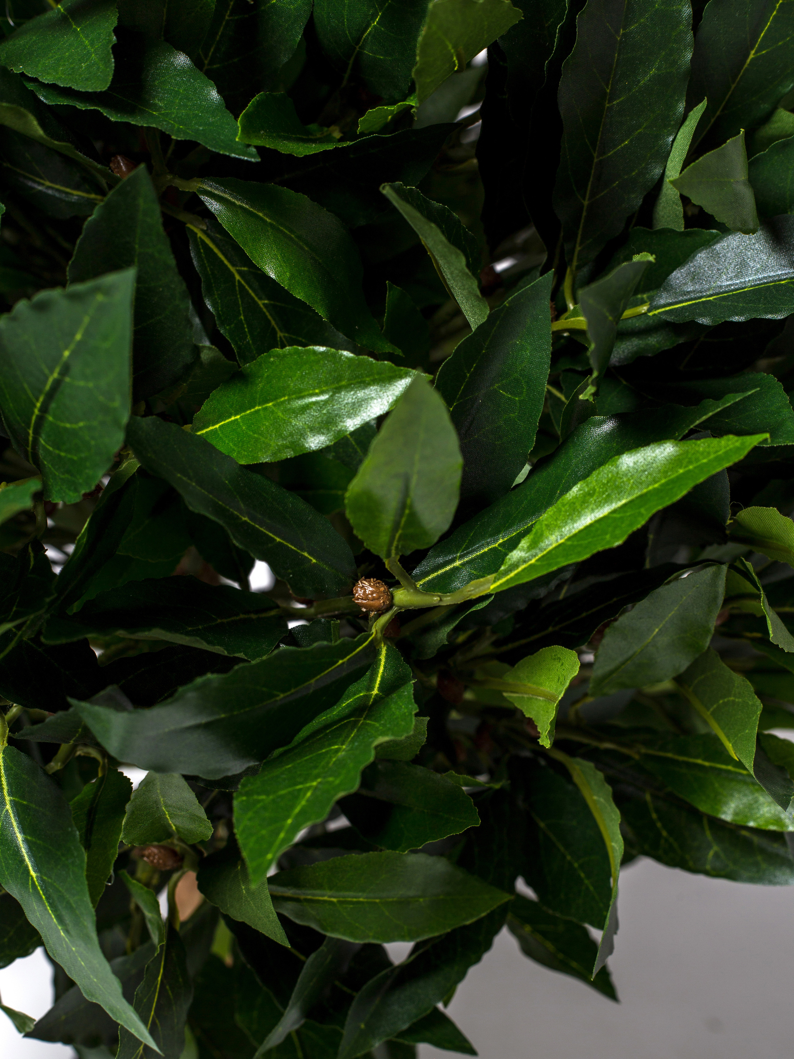 Растения. Фотограф Борисова Ирина| Краснодар |Стамбул