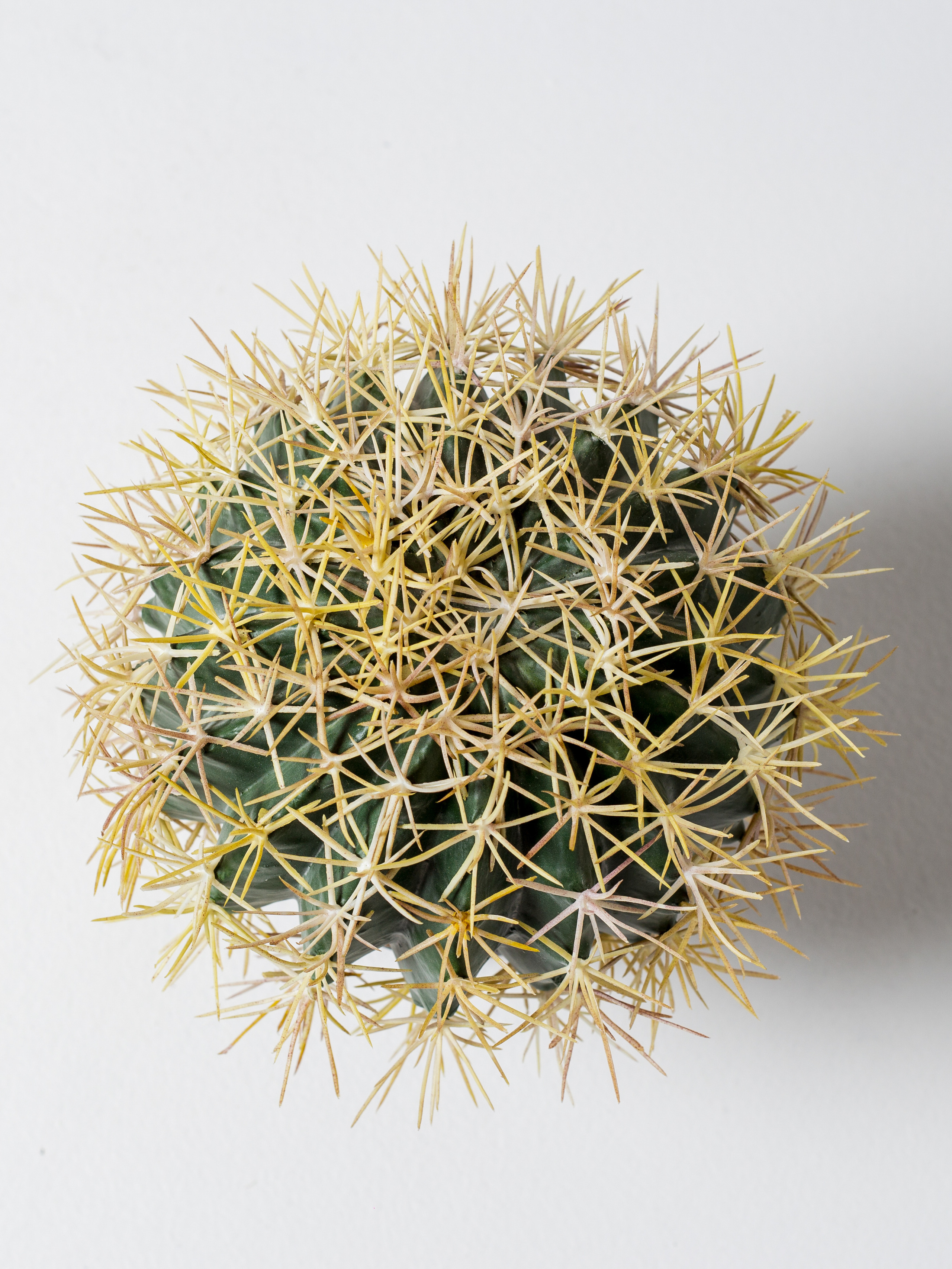 Растения. Фотограф Борисова Ирина| Краснодар |Стамбул