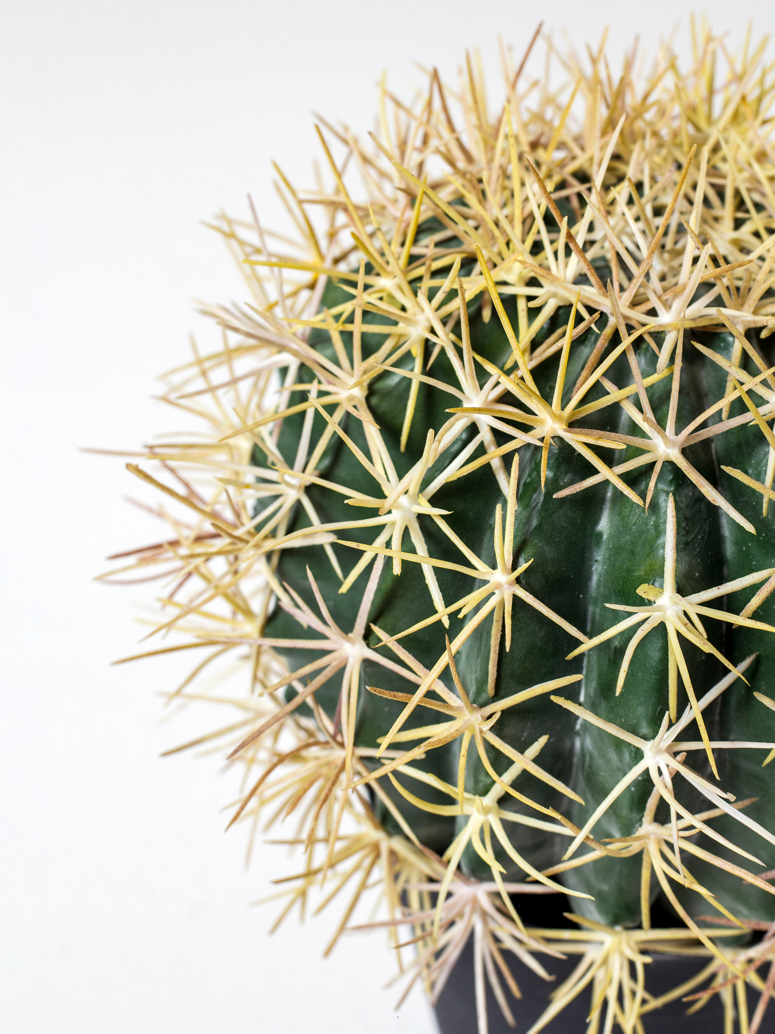 Растения. Фотограф Борисова Ирина| Краснодар |Стамбул