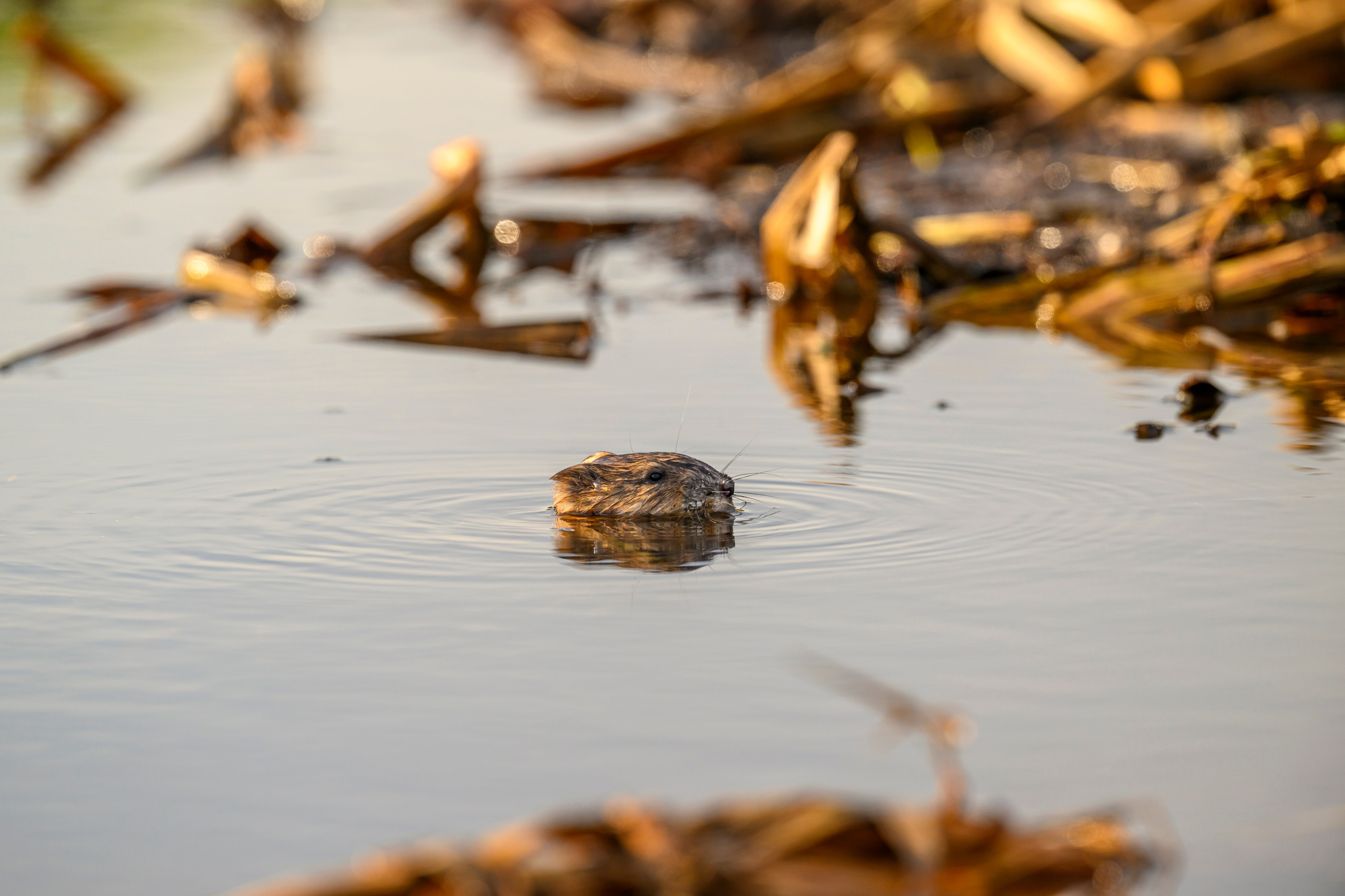 Жабы и журавль. Wildlife photography by Sergey Puponin