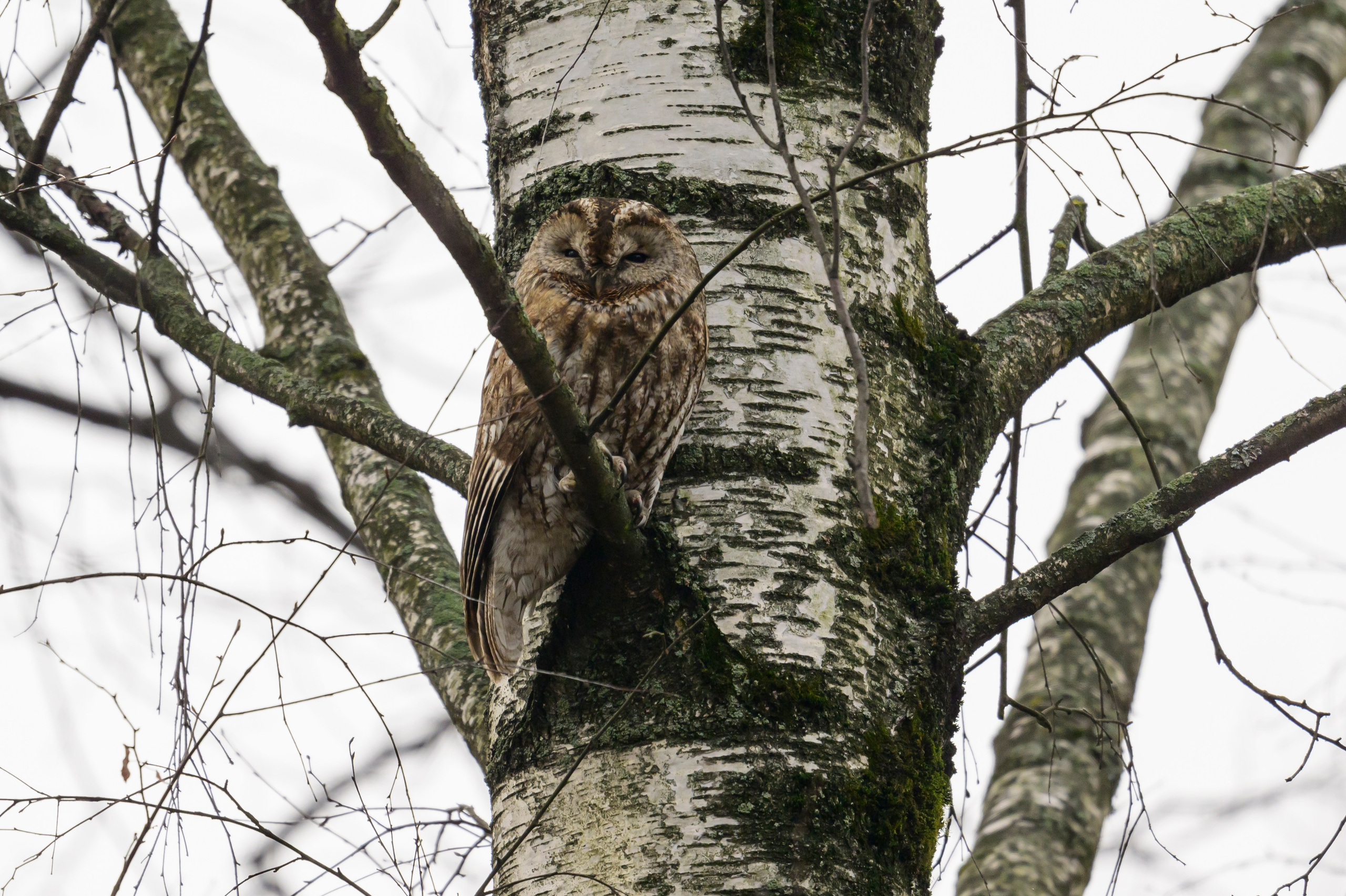 Серая неясыть и шесть совят. Tawny owl and six owlets. Фотограф Сергей Пупонин