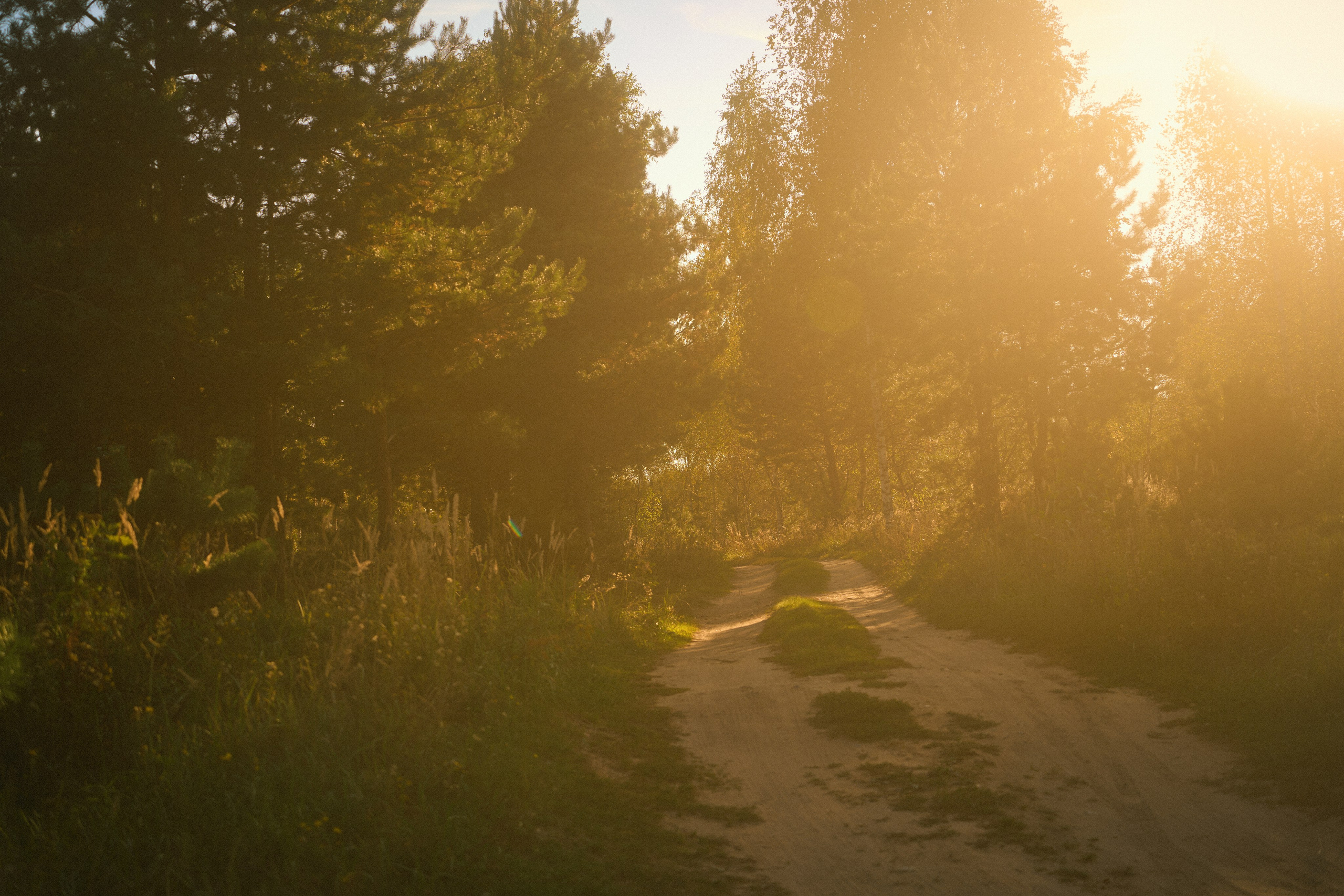 Forest song. Юля Ф