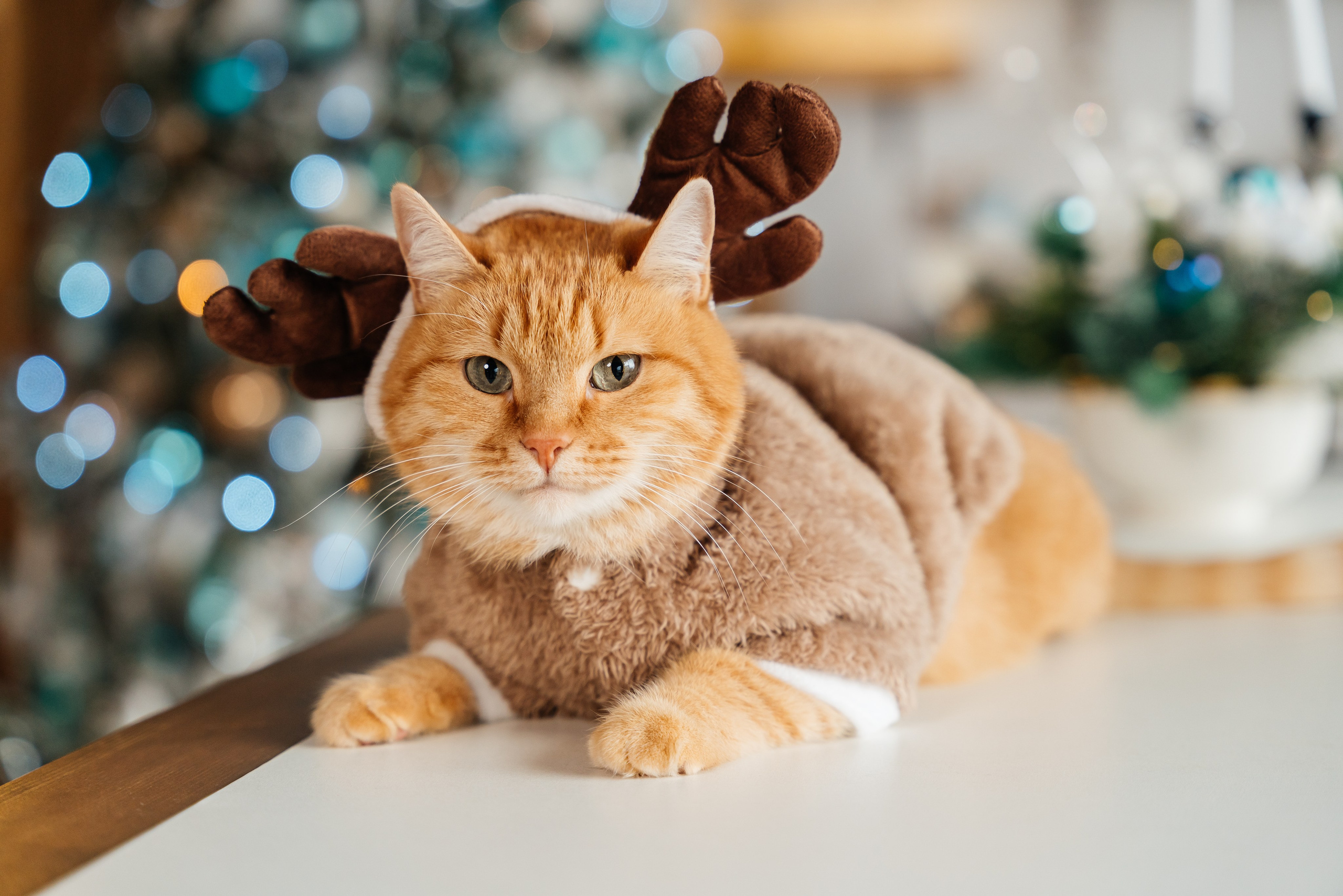 Новогодние фотосессии. Свадебный фотограф в Саратове и Энгельсе Ирина Шпилева