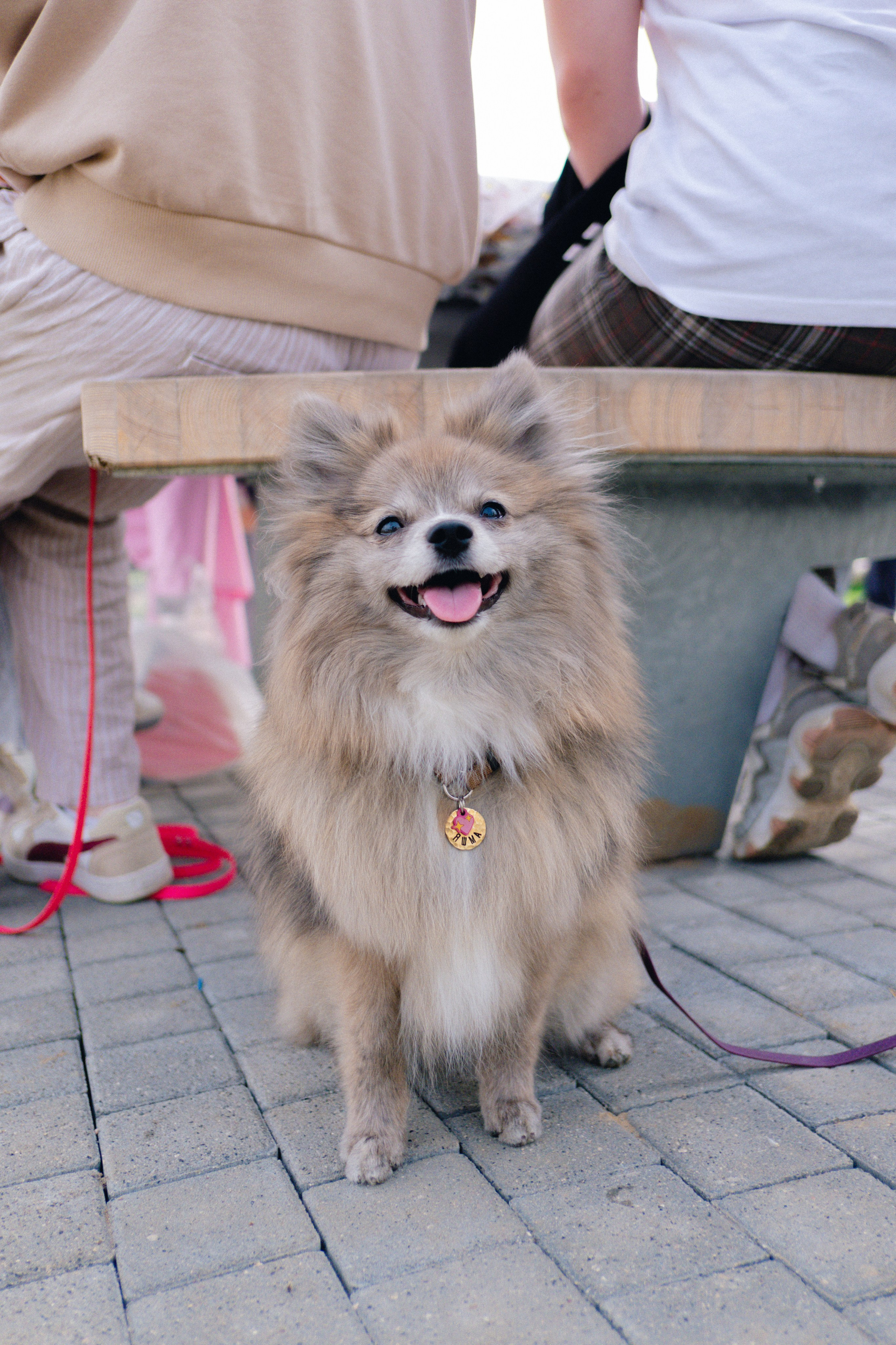 Pets. Фотограф в Москве Daria Lens