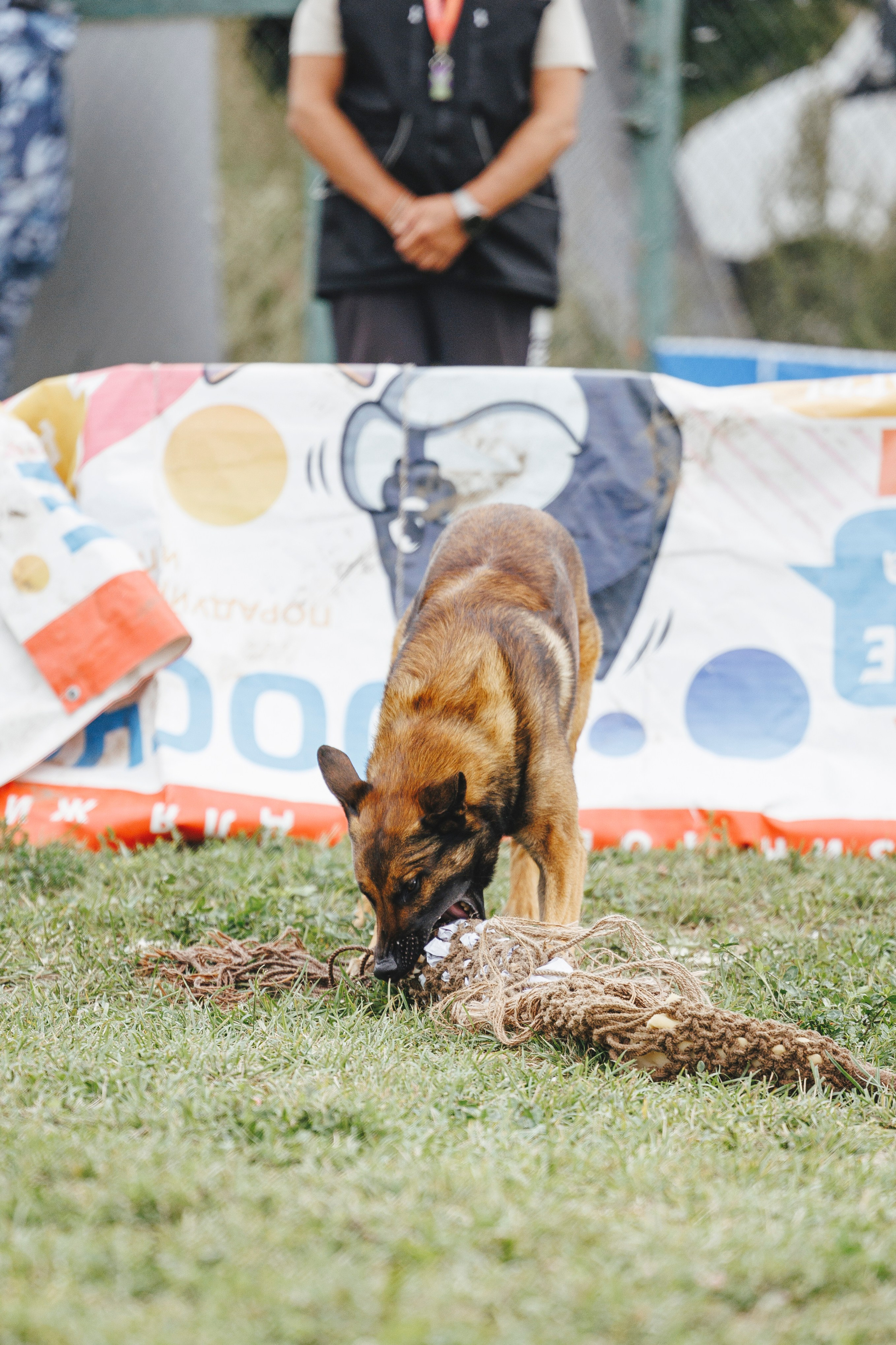 08.08.25-10.08.25 ЧР по мондьорингу г. Вологда. Фотограф-анималист Анна Маринич